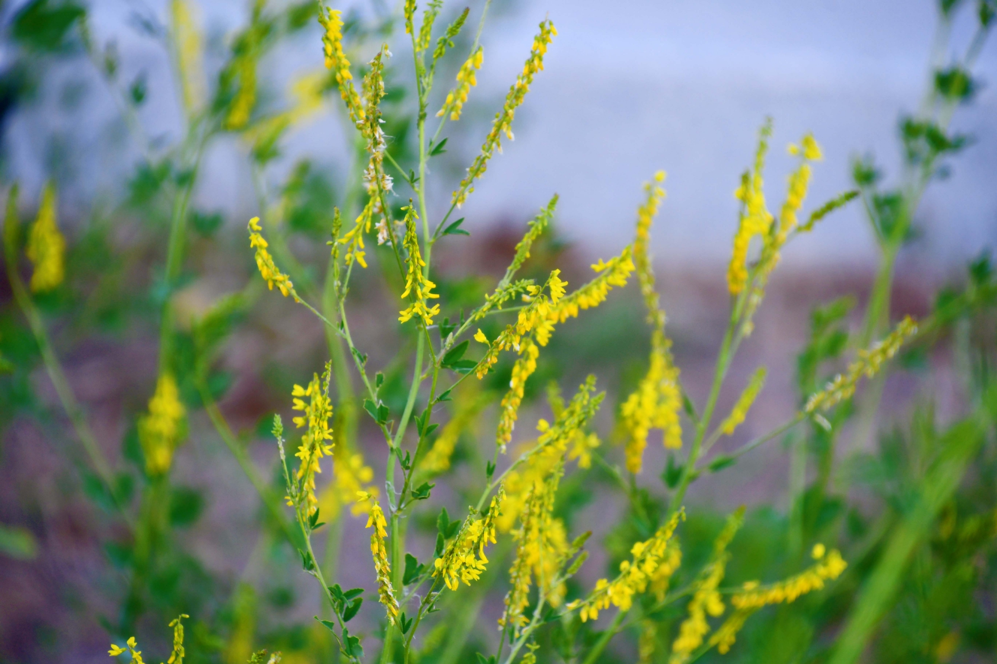 野生植物草木樨原创拍摄