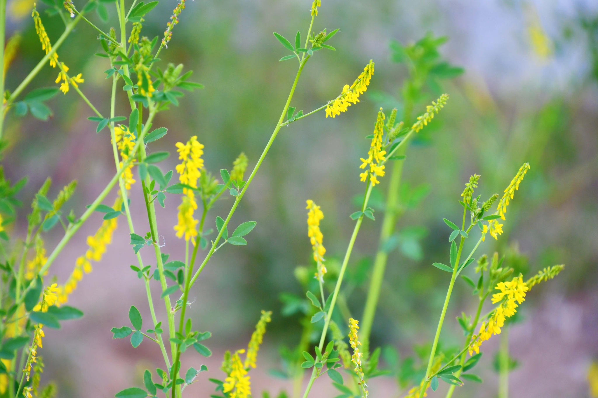 野生植物草木樨原创拍摄