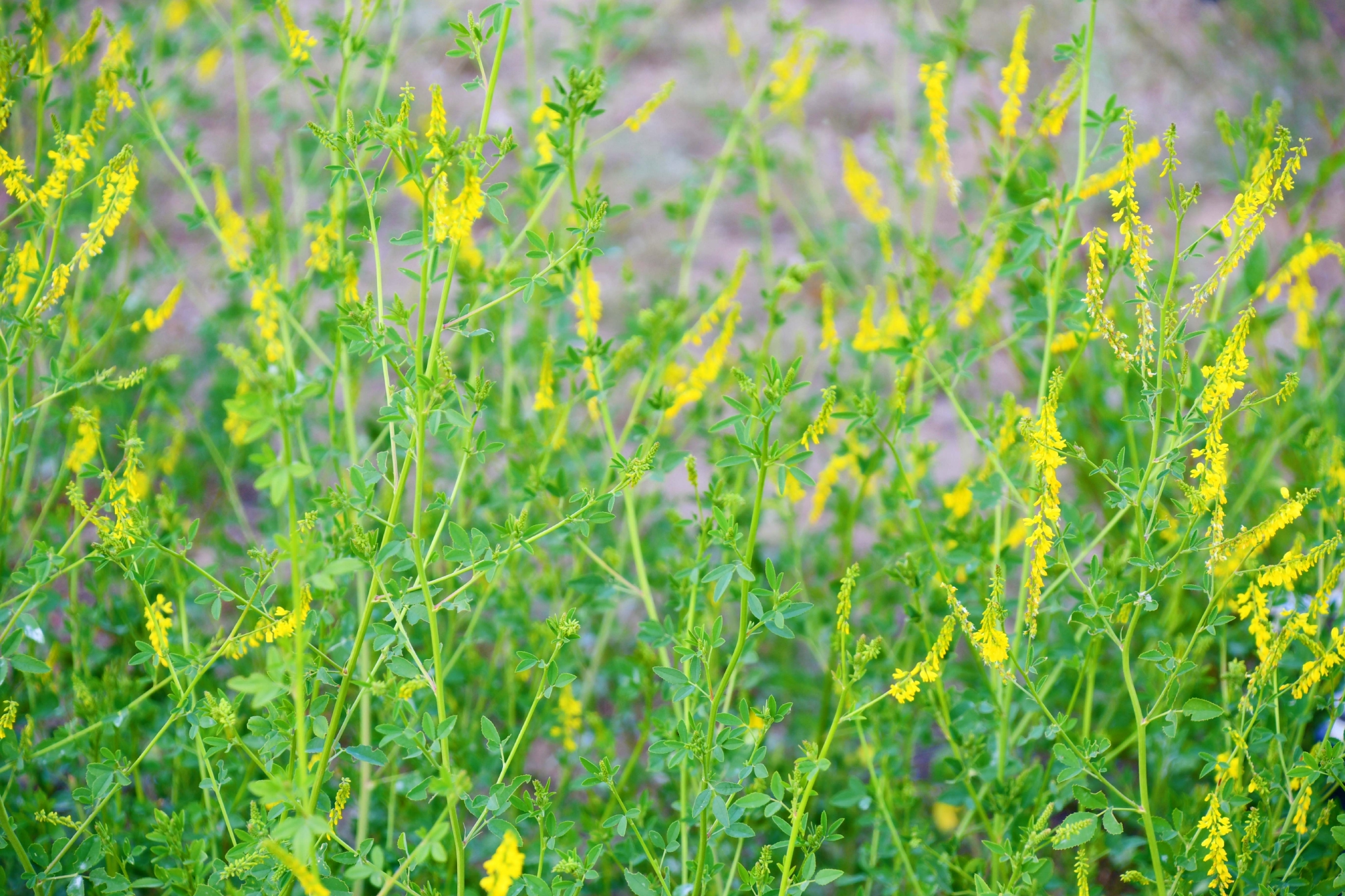 野生植物草木樨原创拍摄