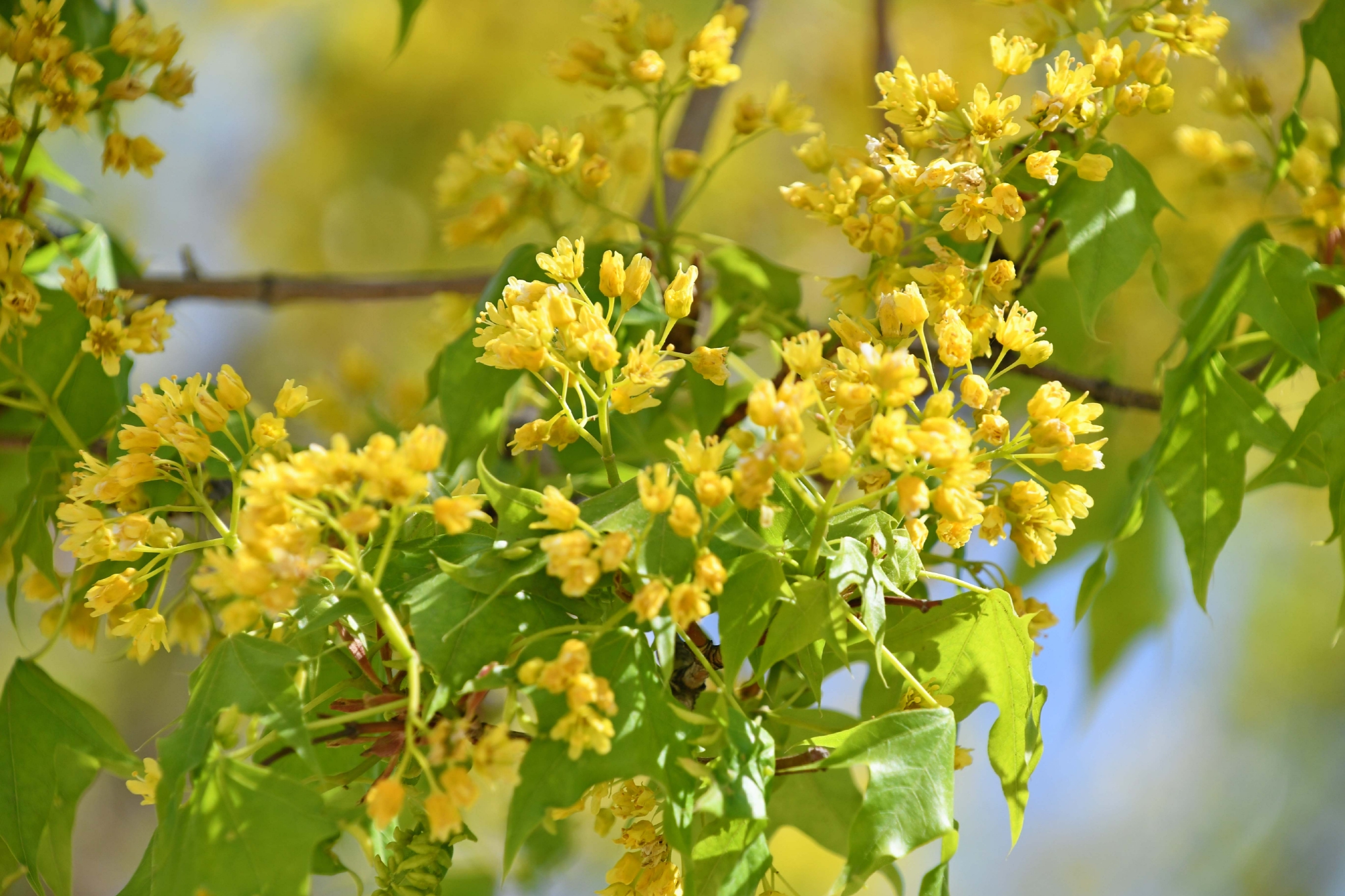 枫树花原创拍摄