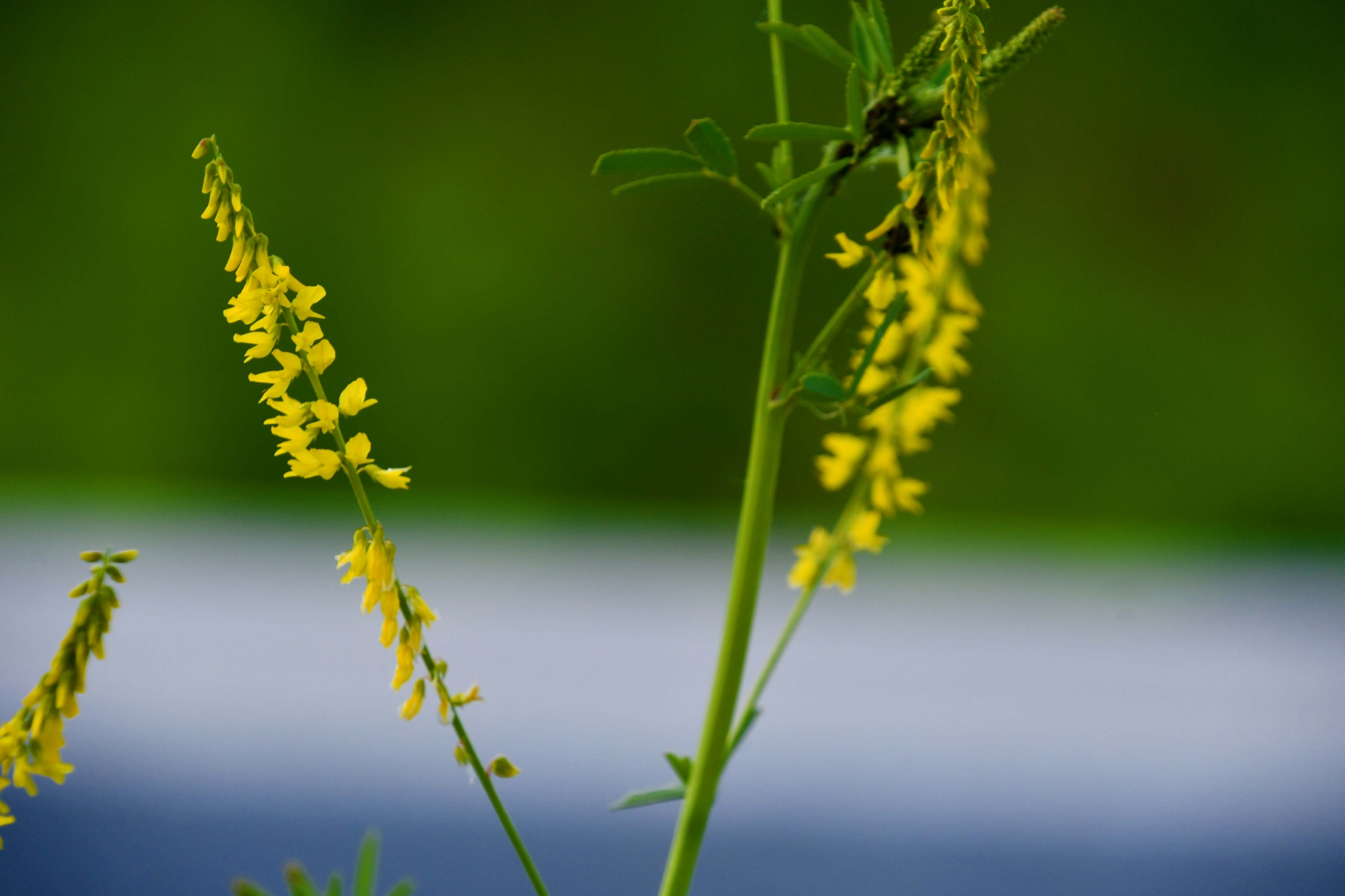 野生植物草木樨原创拍摄