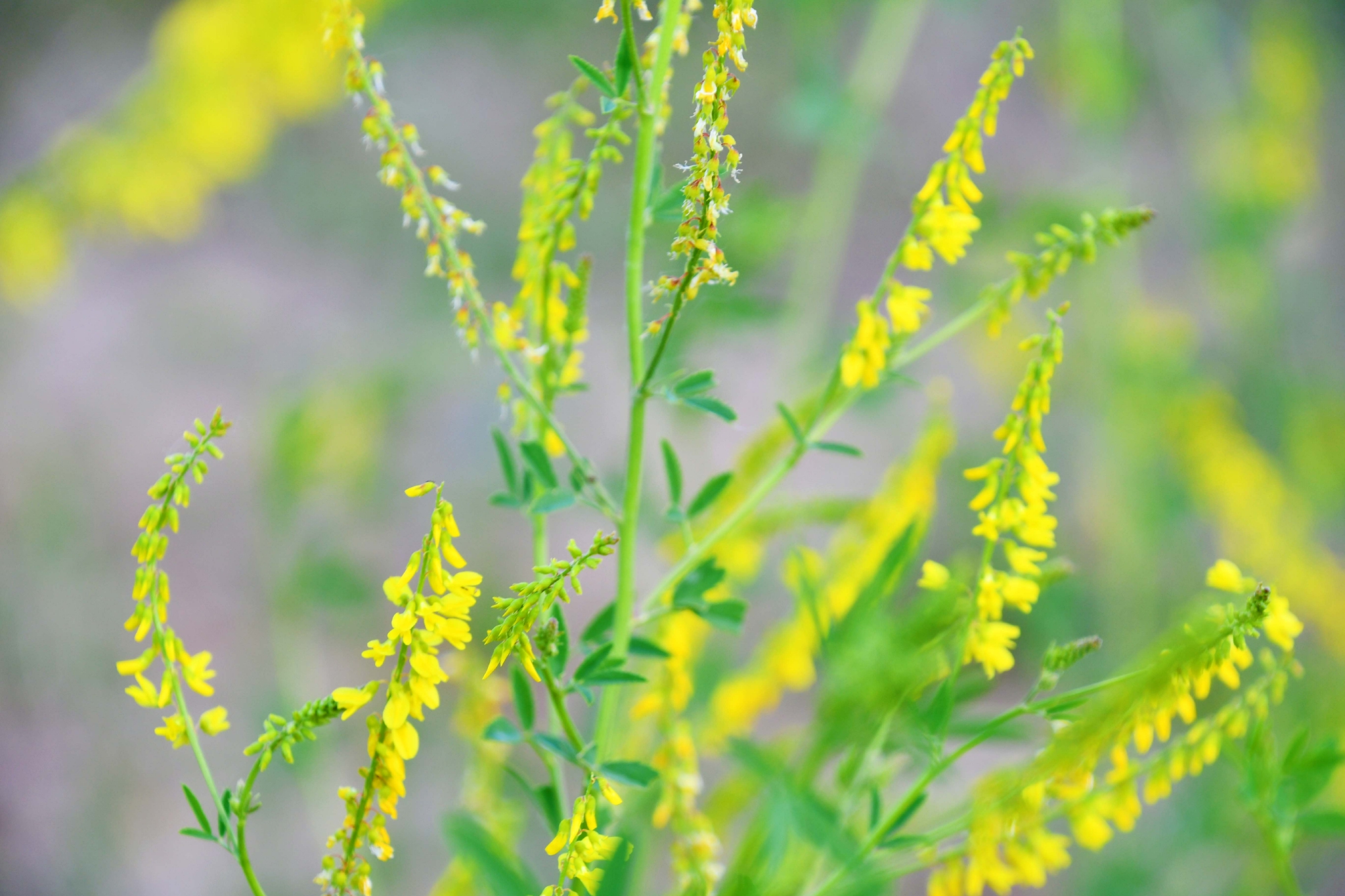 野生植物草木樨原创拍摄