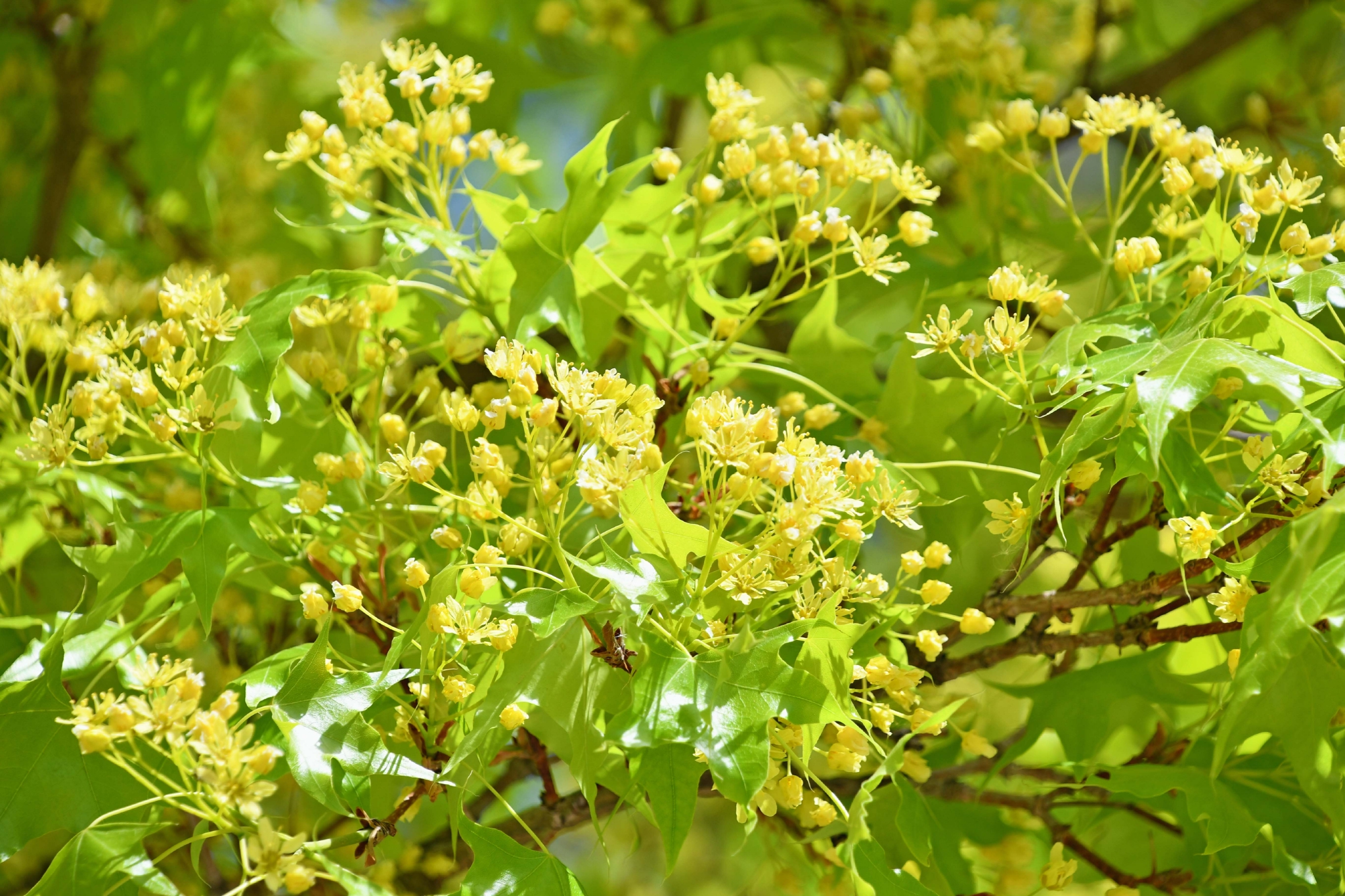枫树花原创拍摄