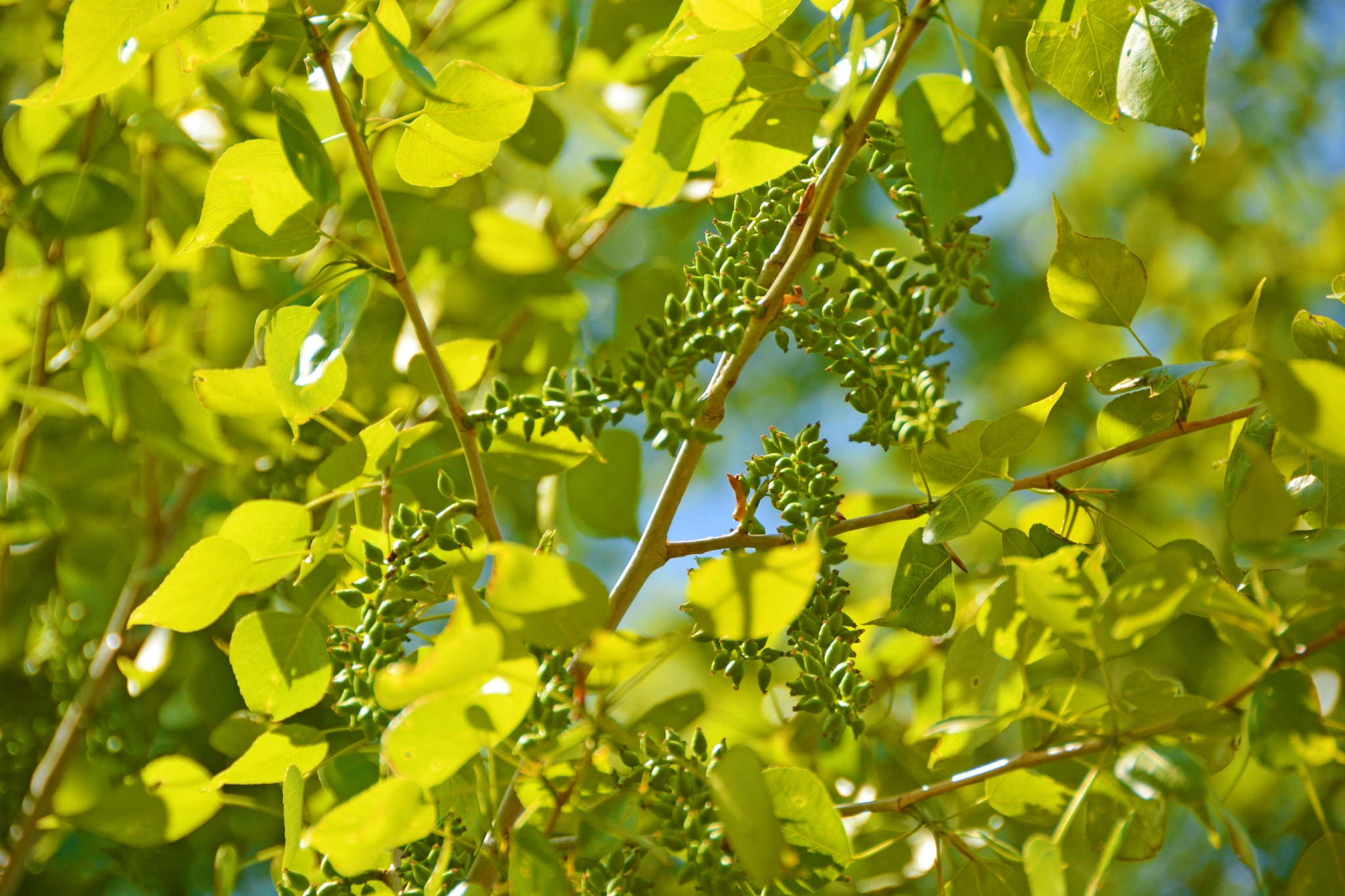 杨树种子穗原创拍摄