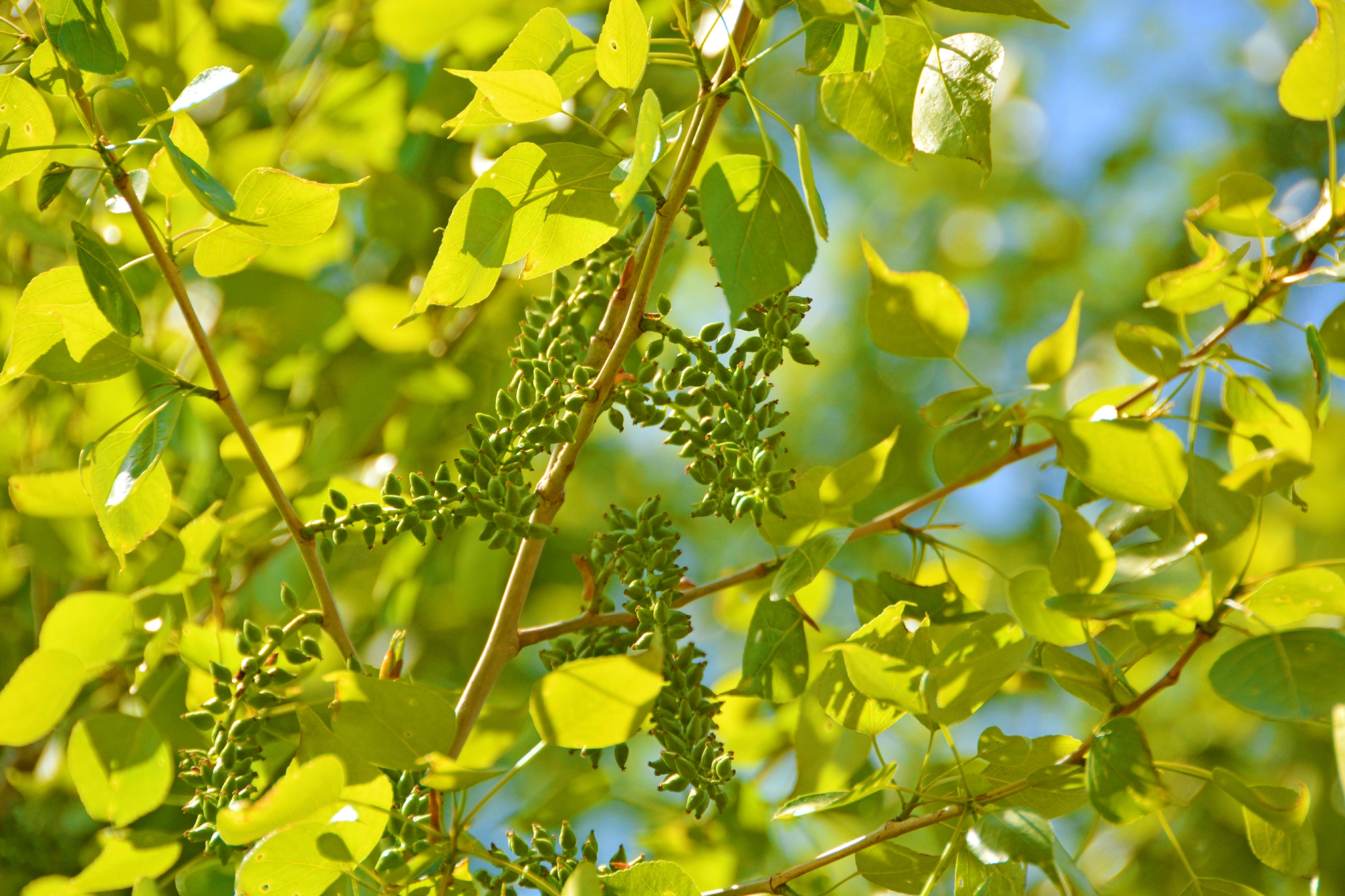 杨树种子穗原创拍摄