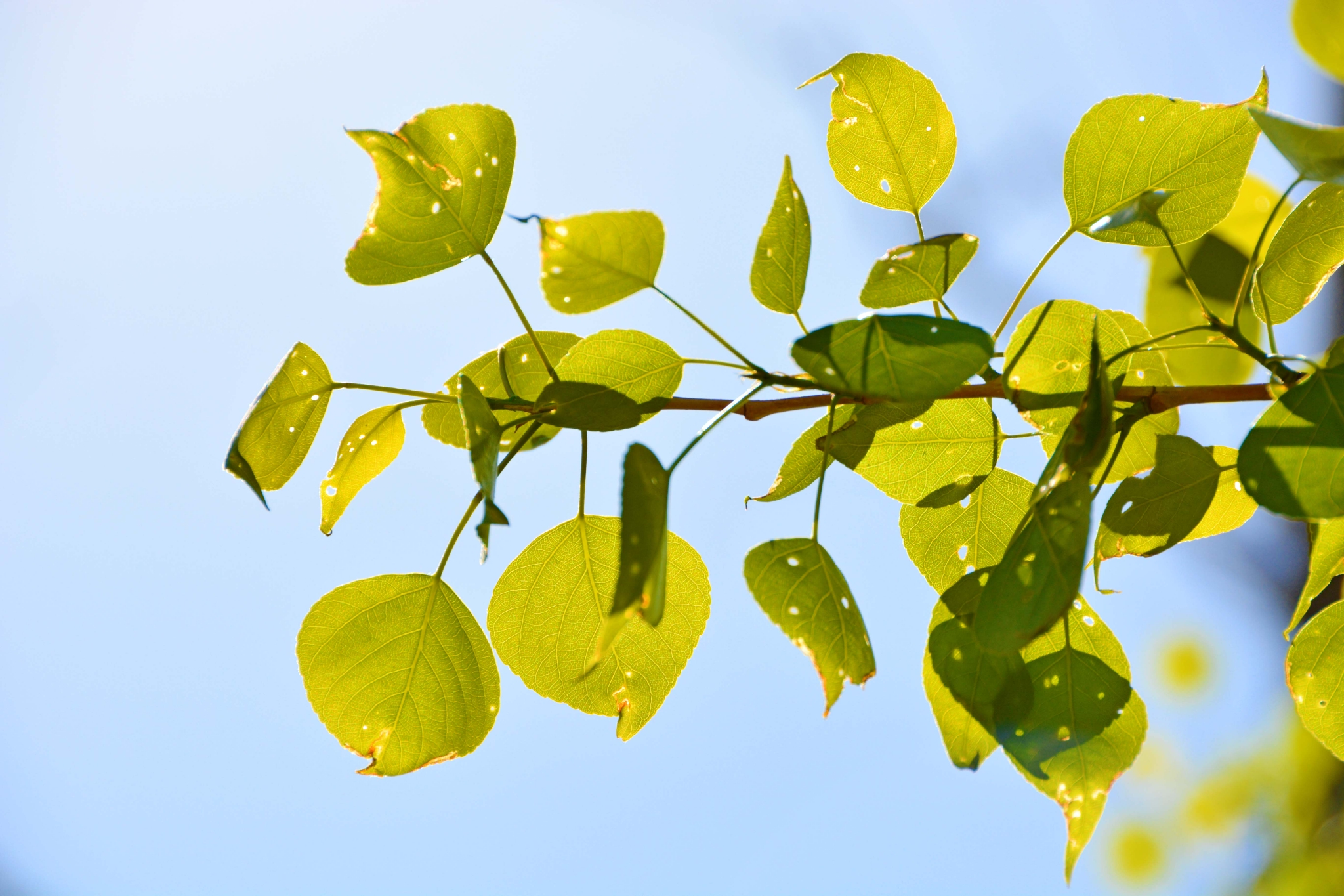 杨树种子穗原创拍摄