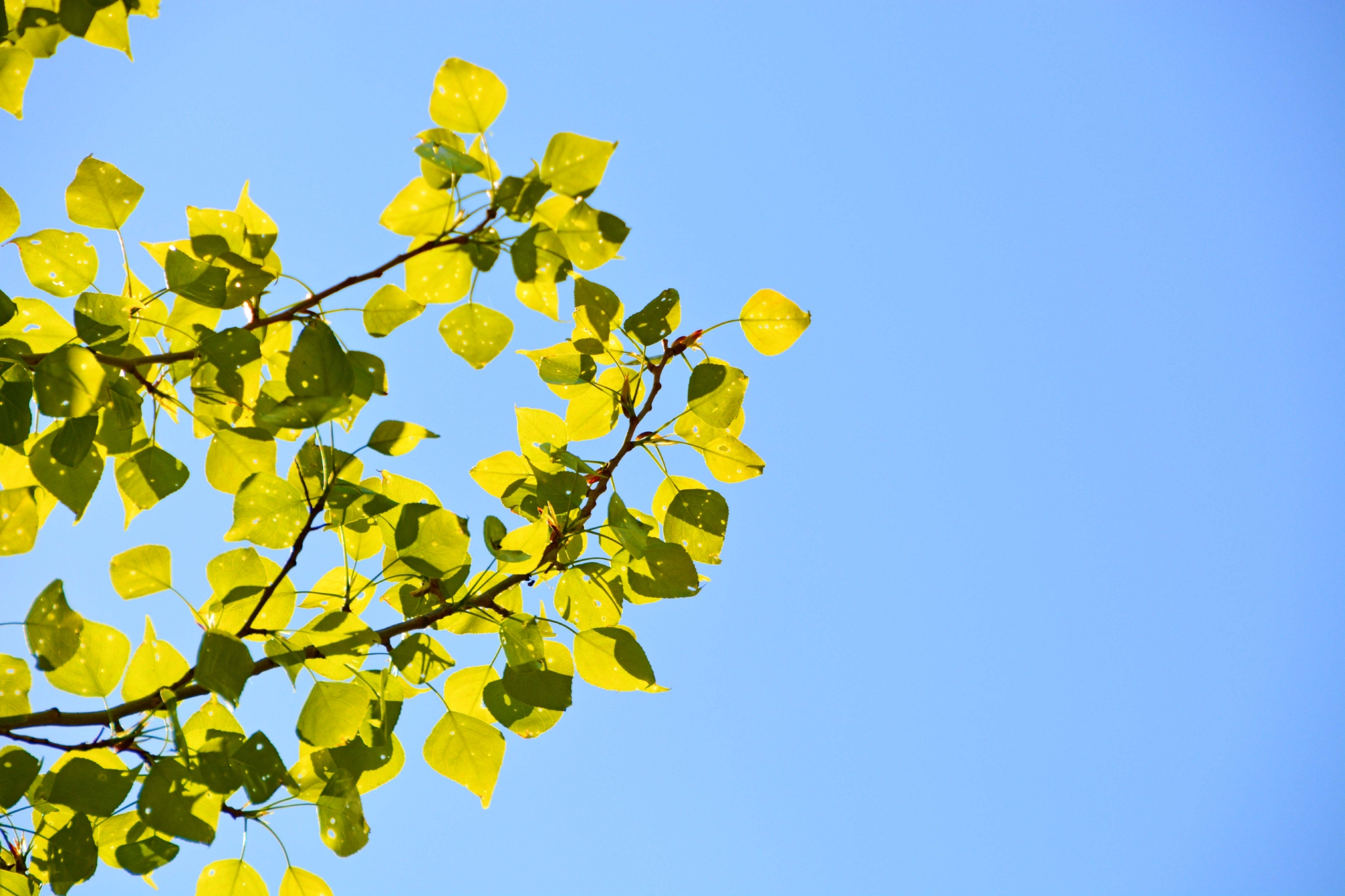 杨树种子穗原创拍摄