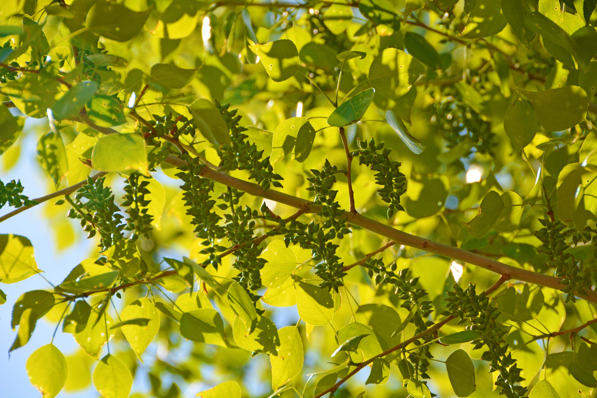 杨树种子穗原创拍摄