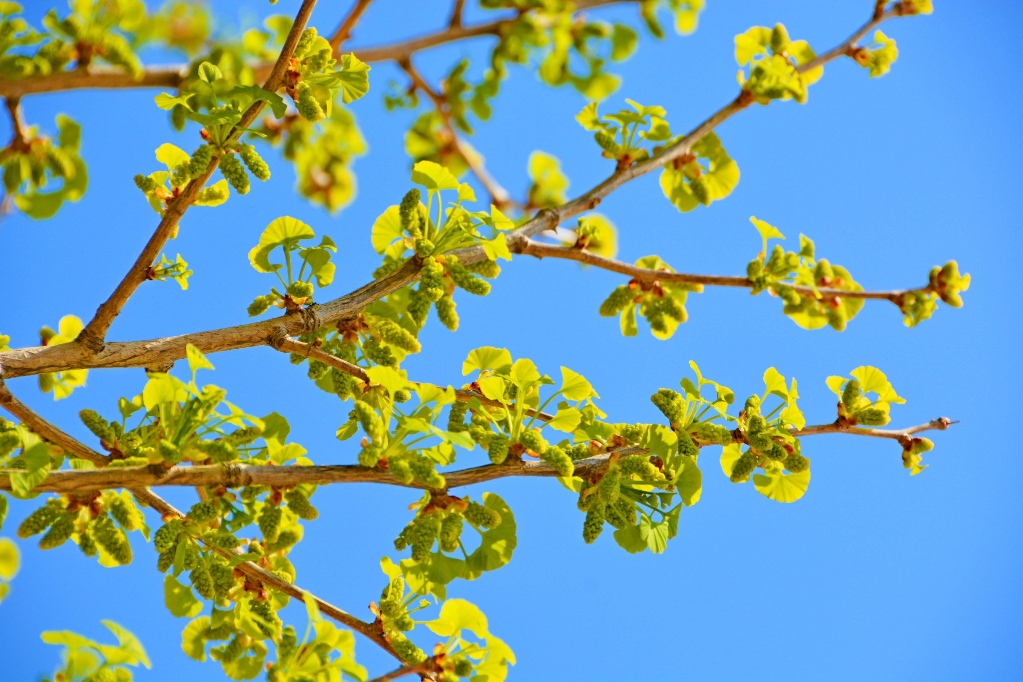 银杏树花穗和新叶原创拍摄