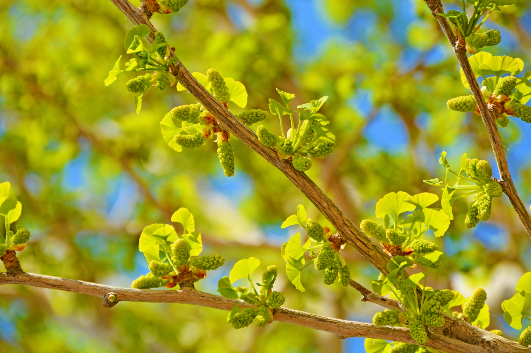 银杏树花穗和新叶原创拍摄