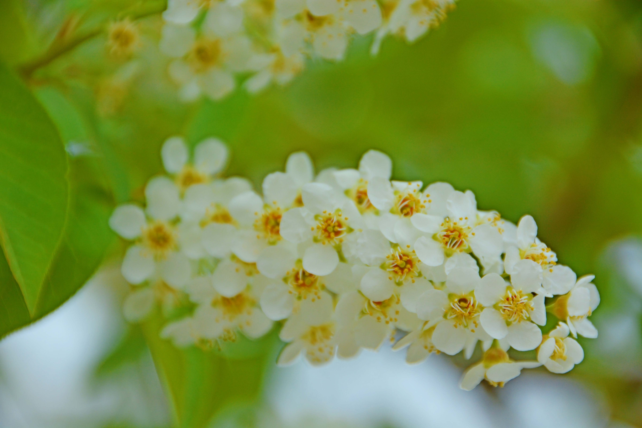稠李花穗原创拍摄