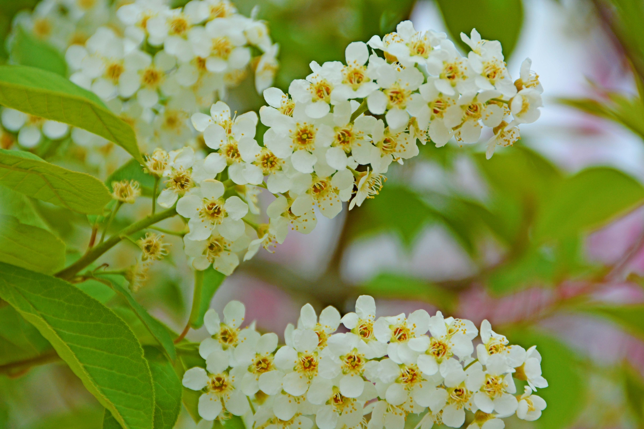 稠李花穗原创拍摄