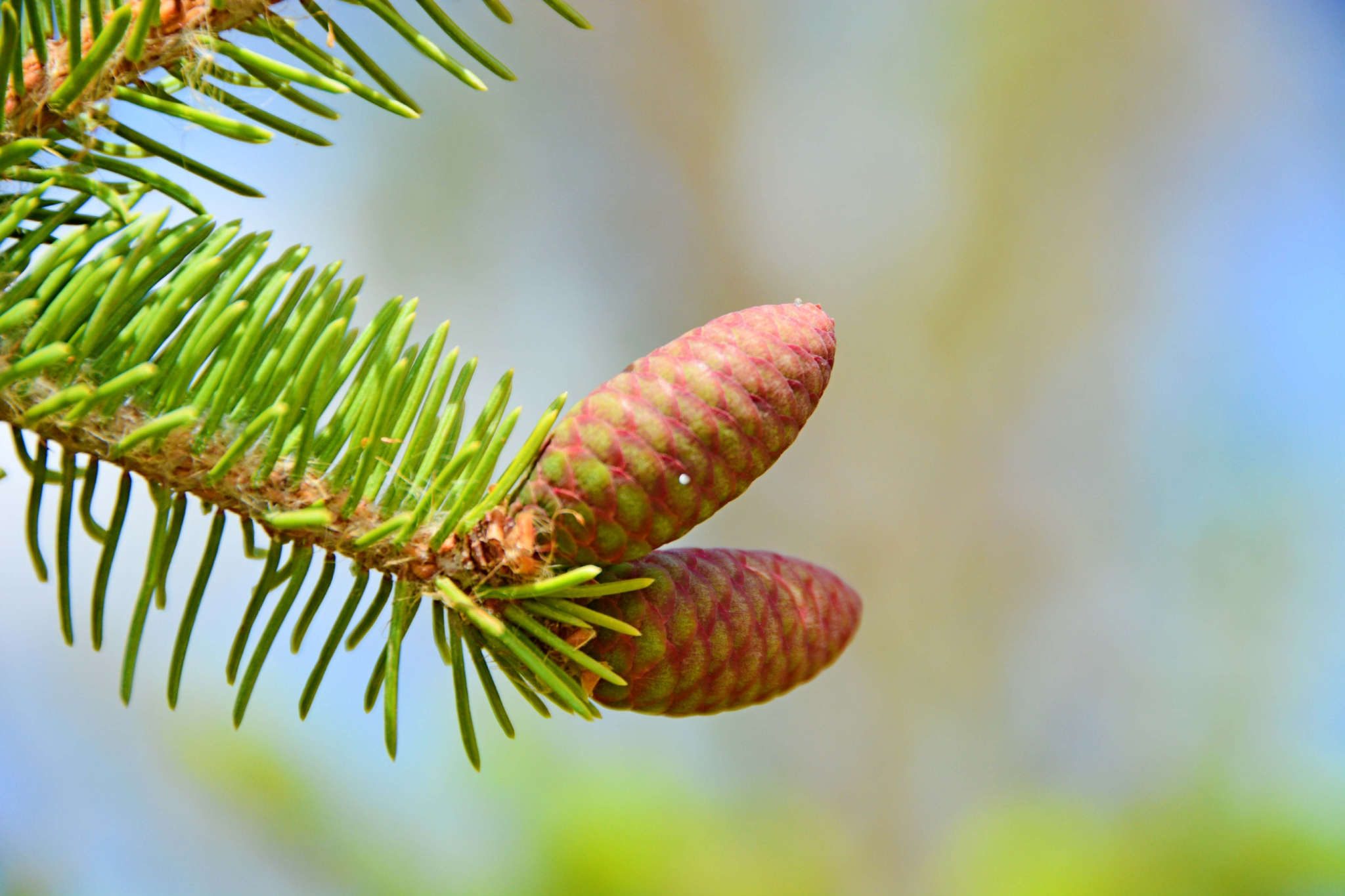 胖乎乎的云杉果实原创拍摄