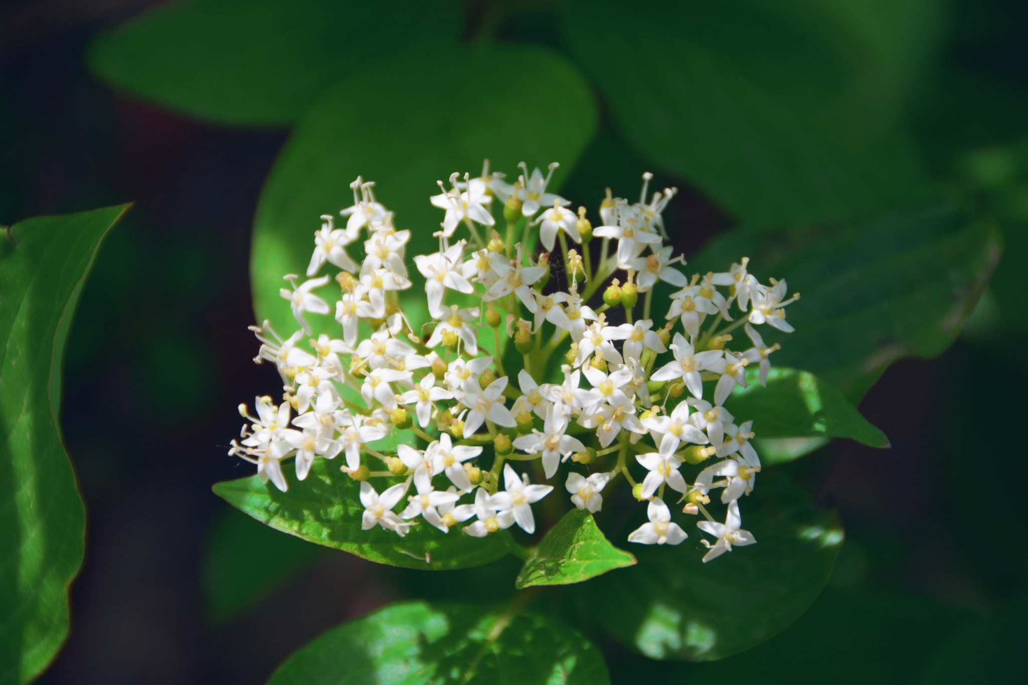 红瑞木花和叶原创拍摄