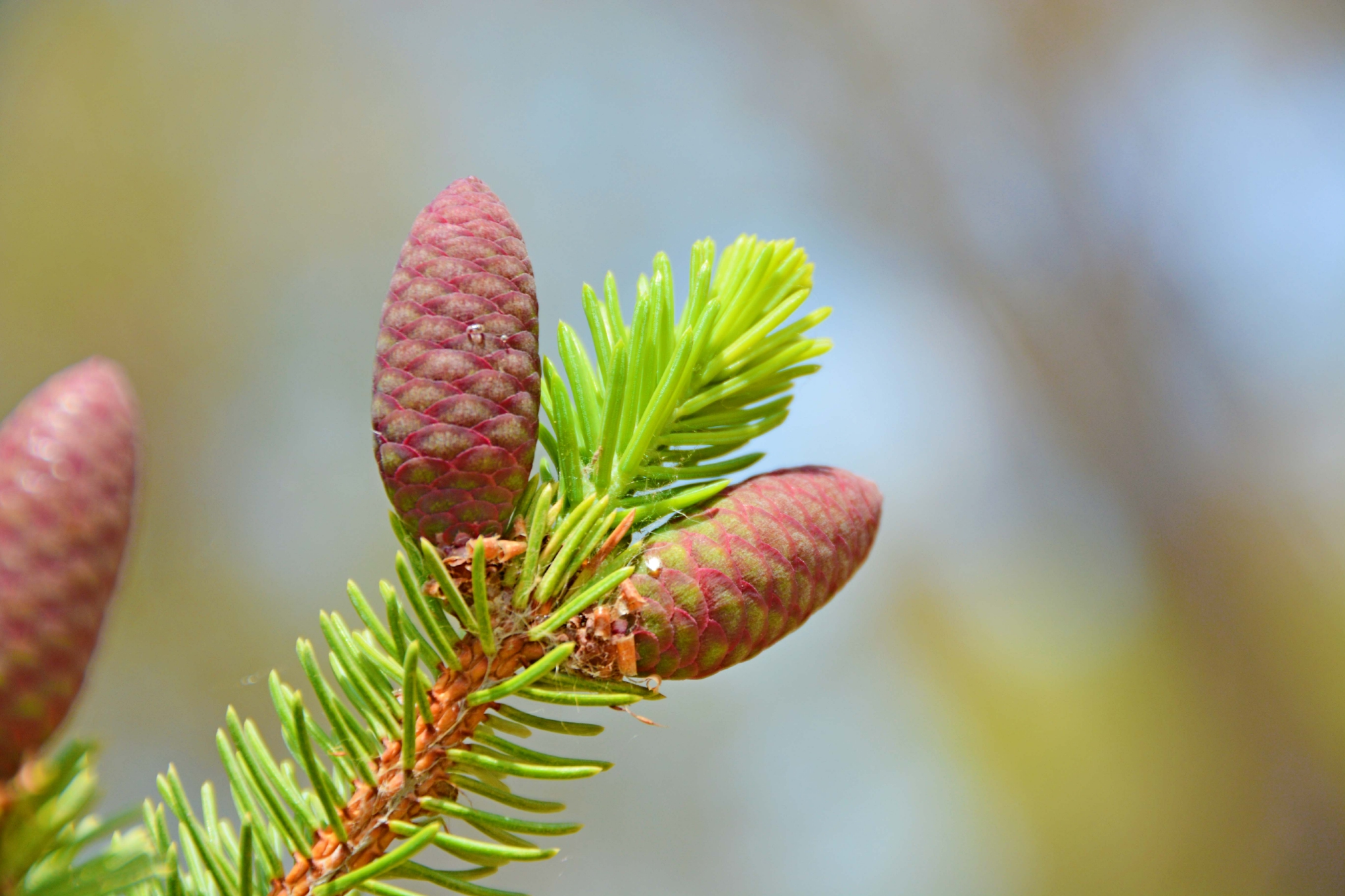 胖乎乎的云杉果实原创拍摄