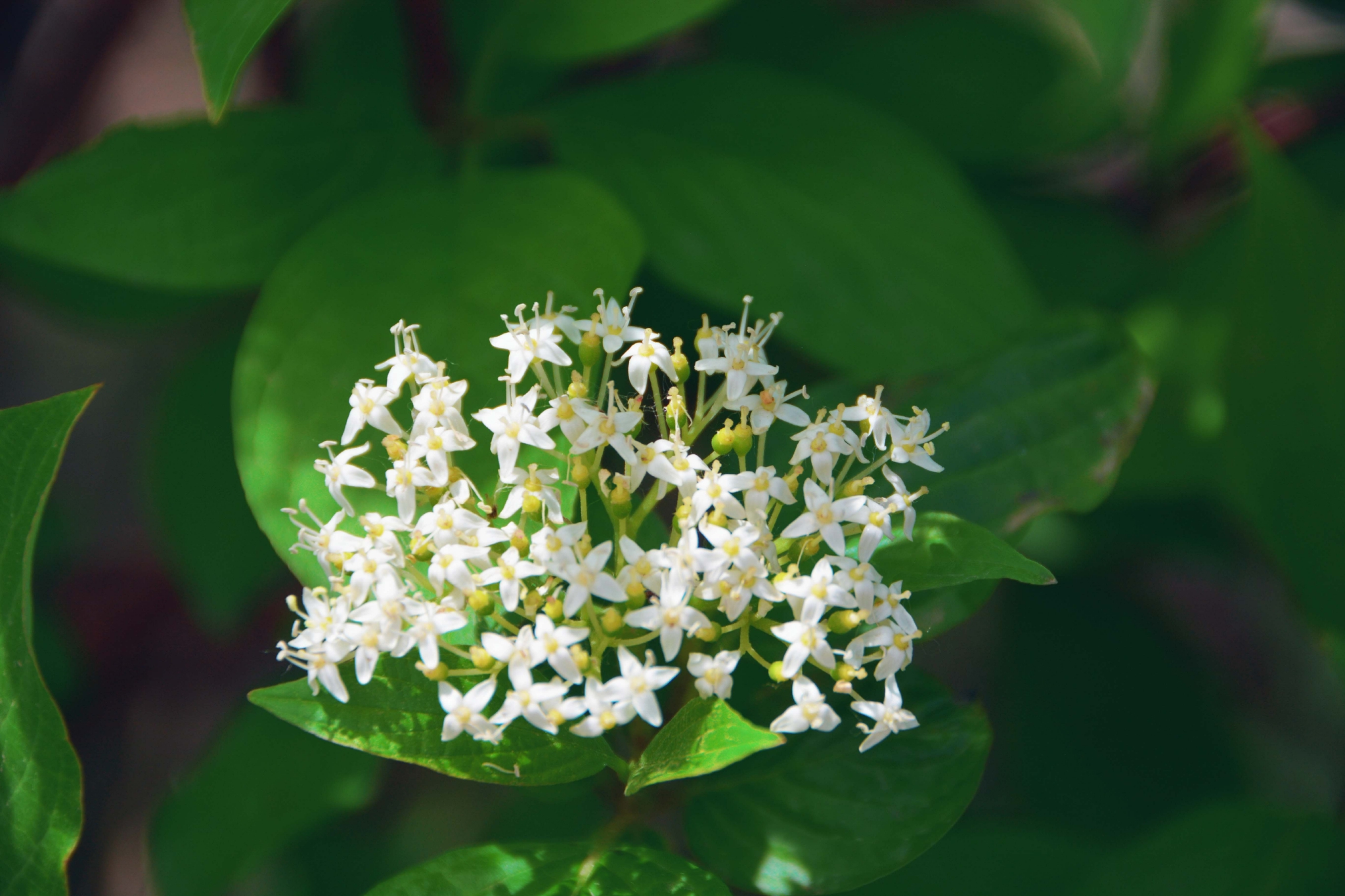 红瑞木花和叶原创拍摄