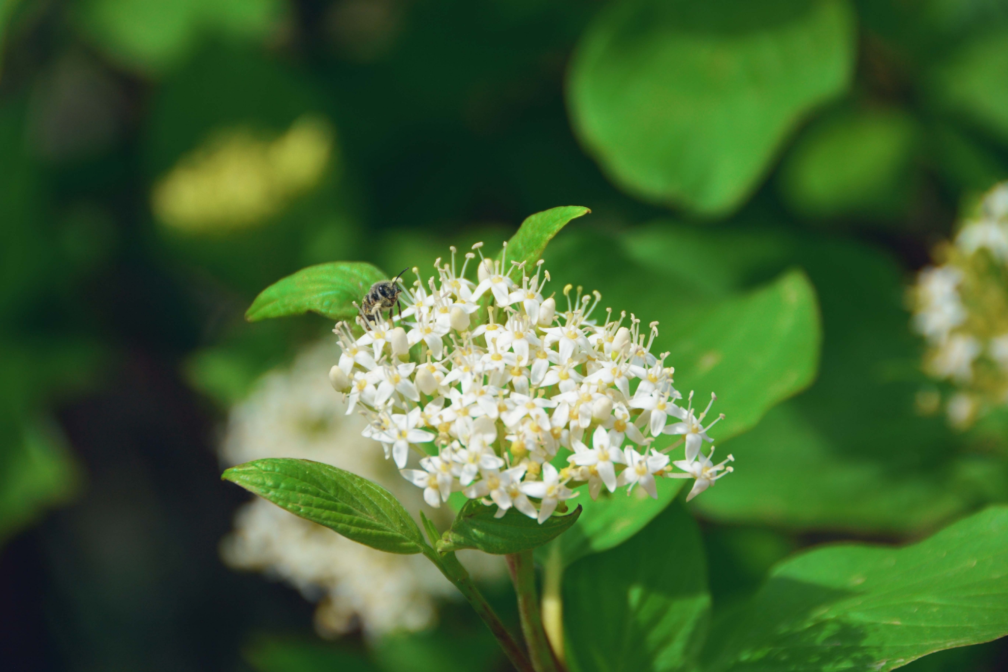 红瑞木花和叶原创拍摄
