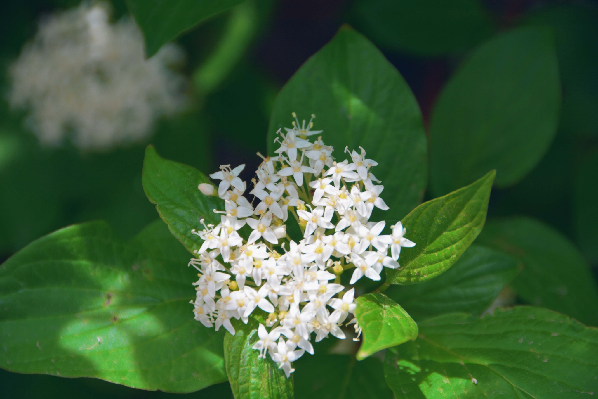 红瑞木花和叶原创拍摄