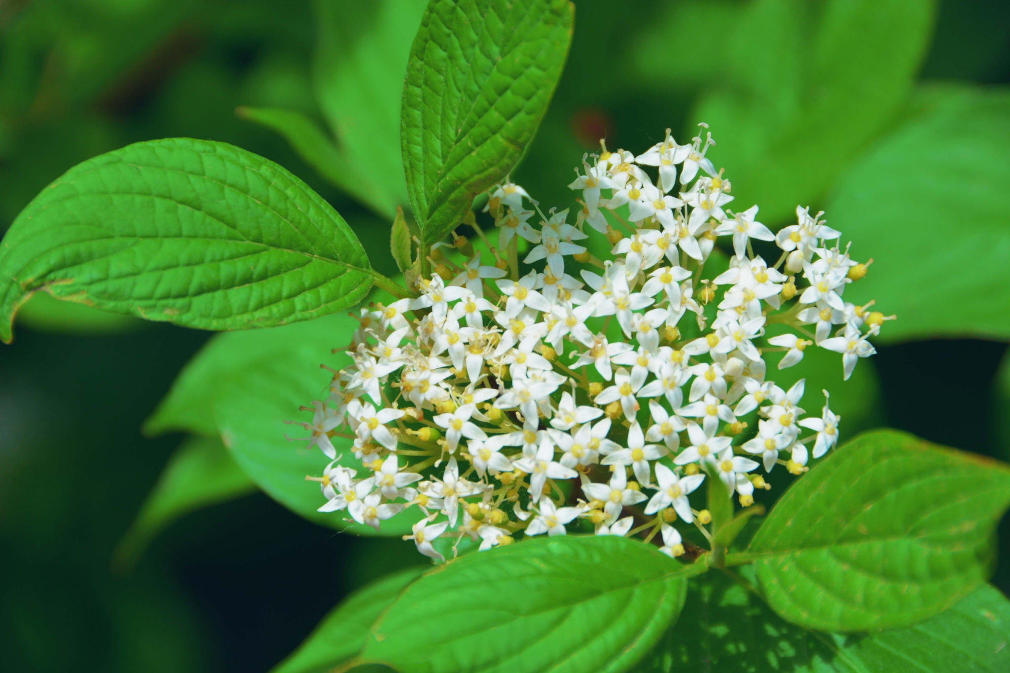 红瑞木花和叶原创拍摄