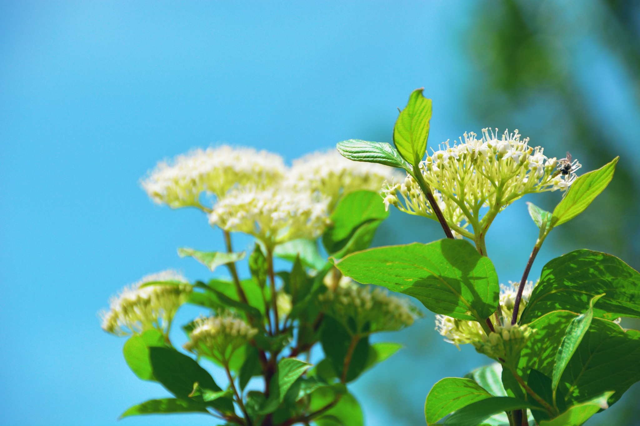 红瑞木花和叶原创拍摄