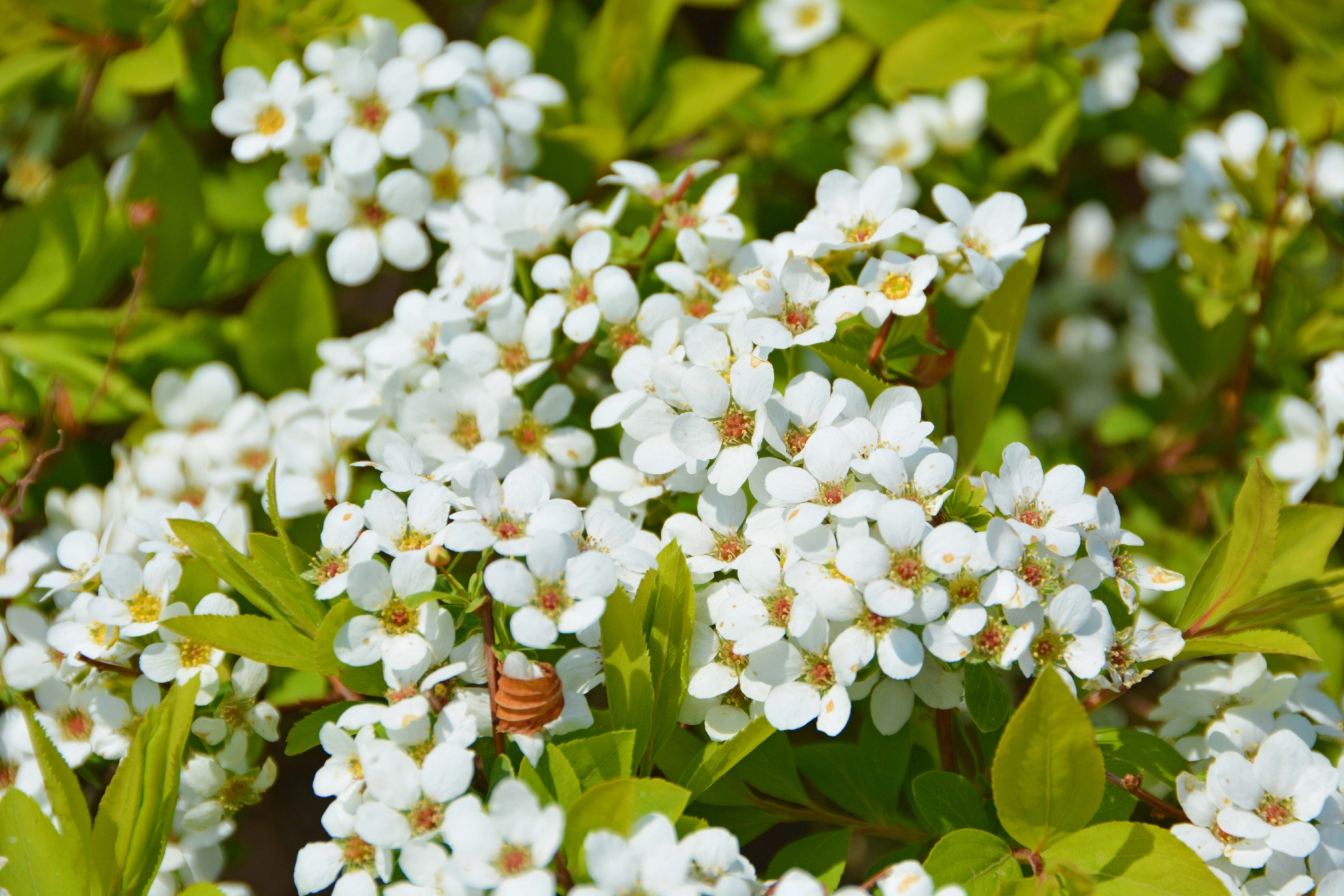 珍珠绣线菊原创拍摄