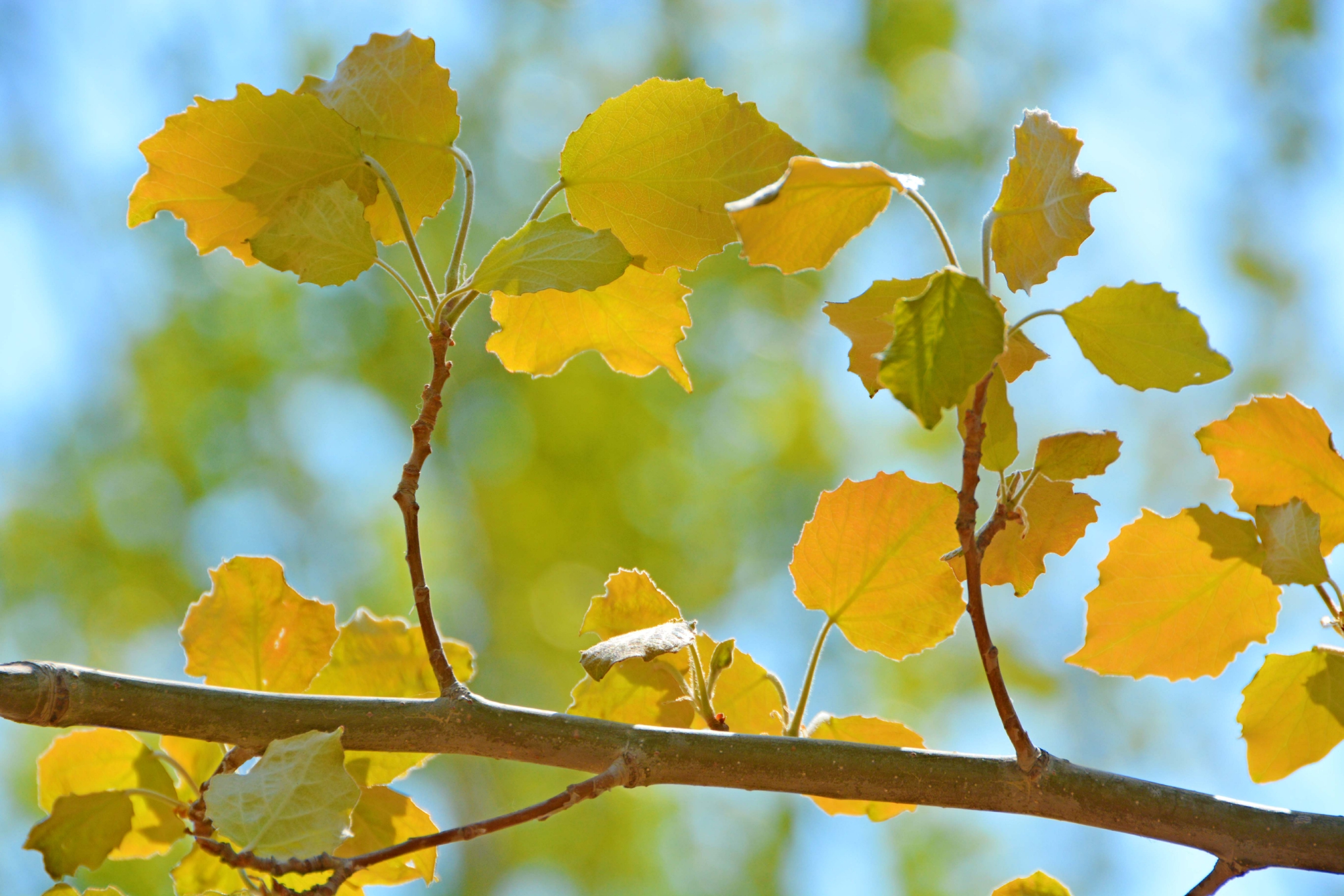 早春的杨树叶原创拍摄