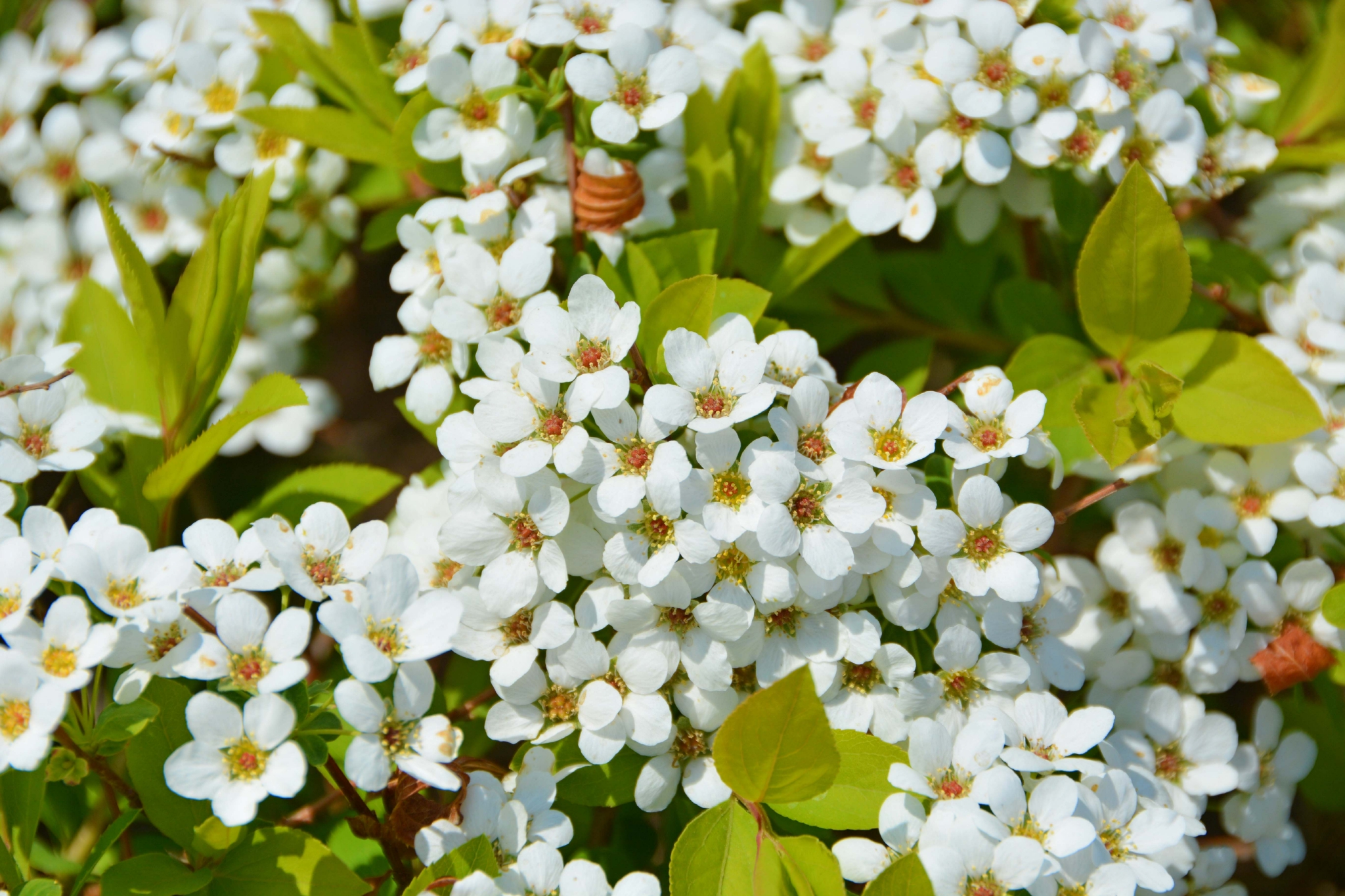 珍珠绣线菊原创拍摄