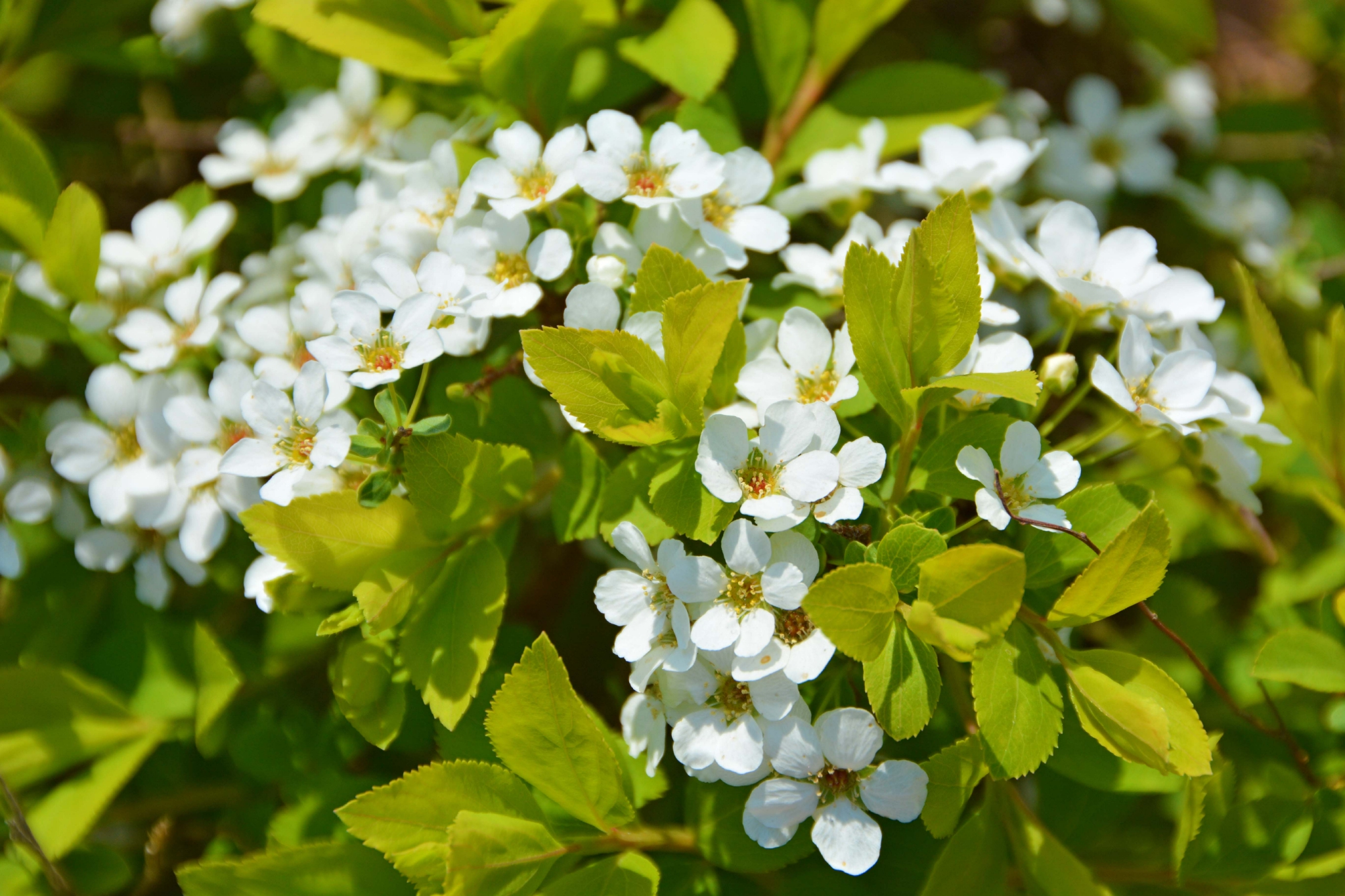 珍珠绣线菊原创拍摄