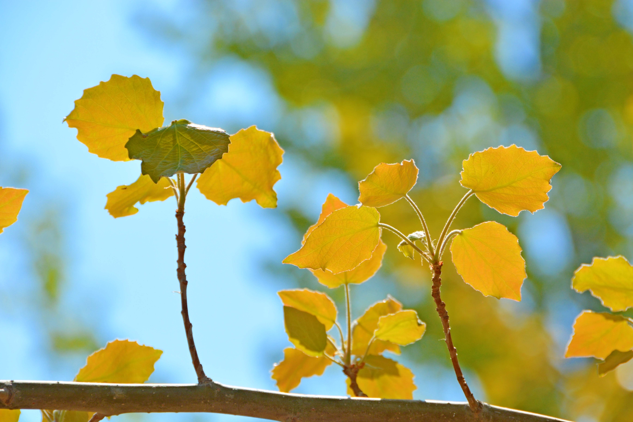 早春的杨树叶原创拍摄