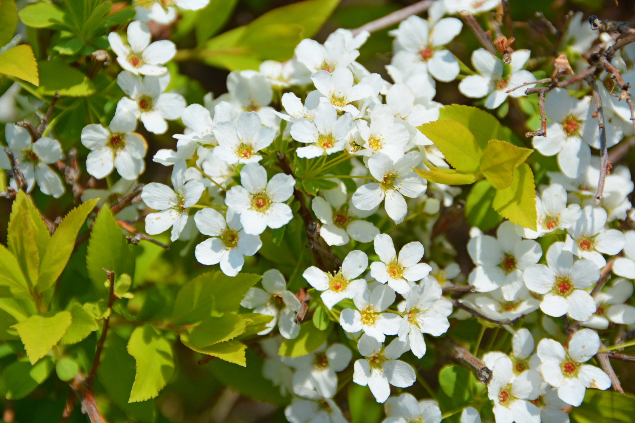 珍珠绣线菊原创拍摄