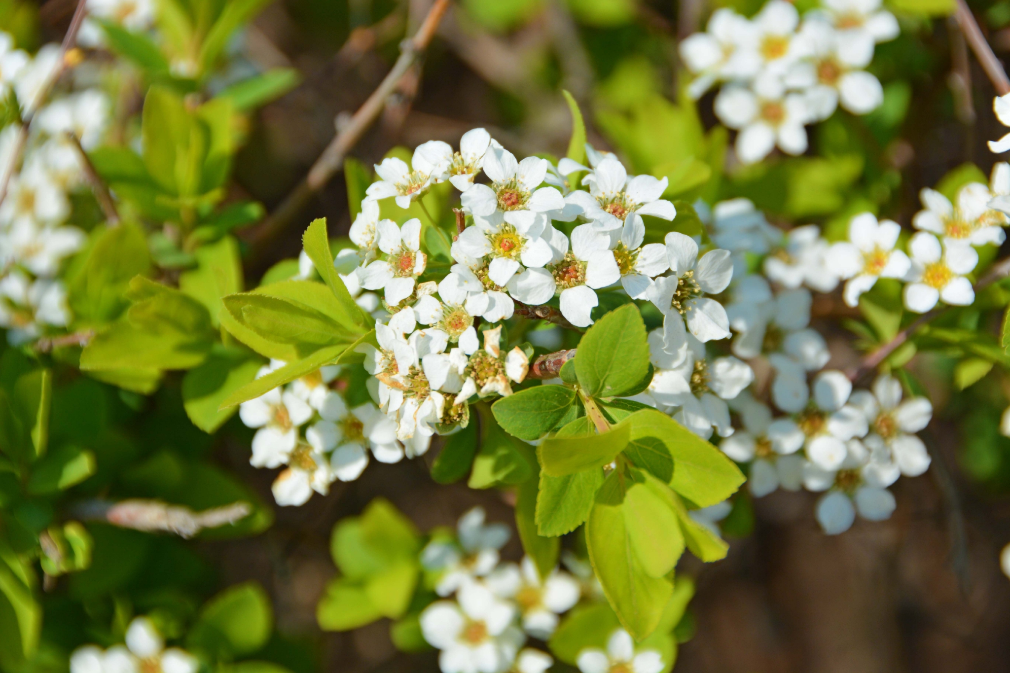 珍珠绣线菊原创拍摄