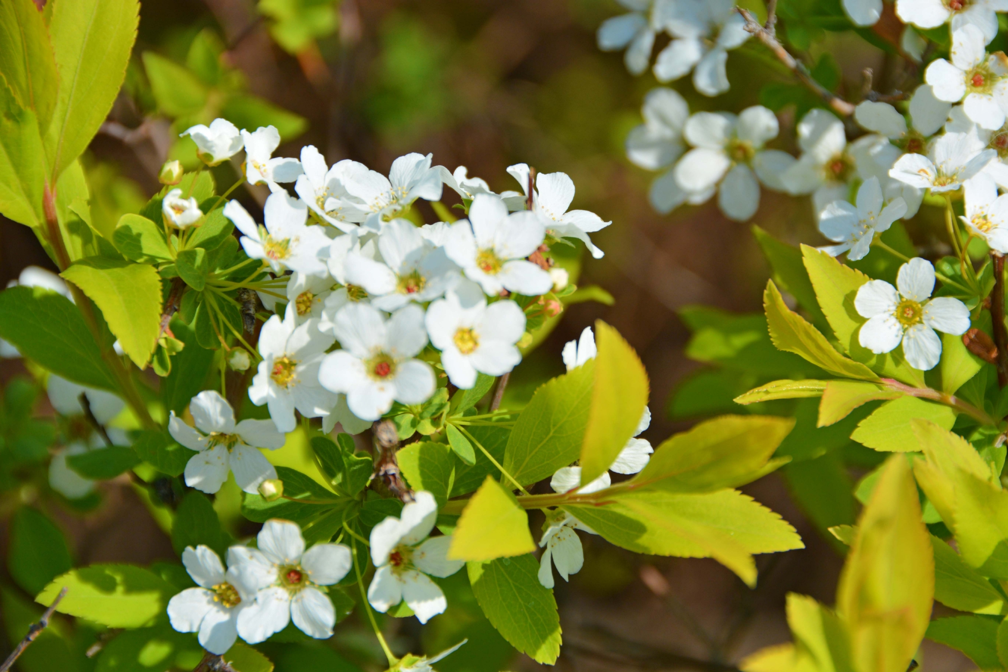 珍珠绣线菊原创拍摄