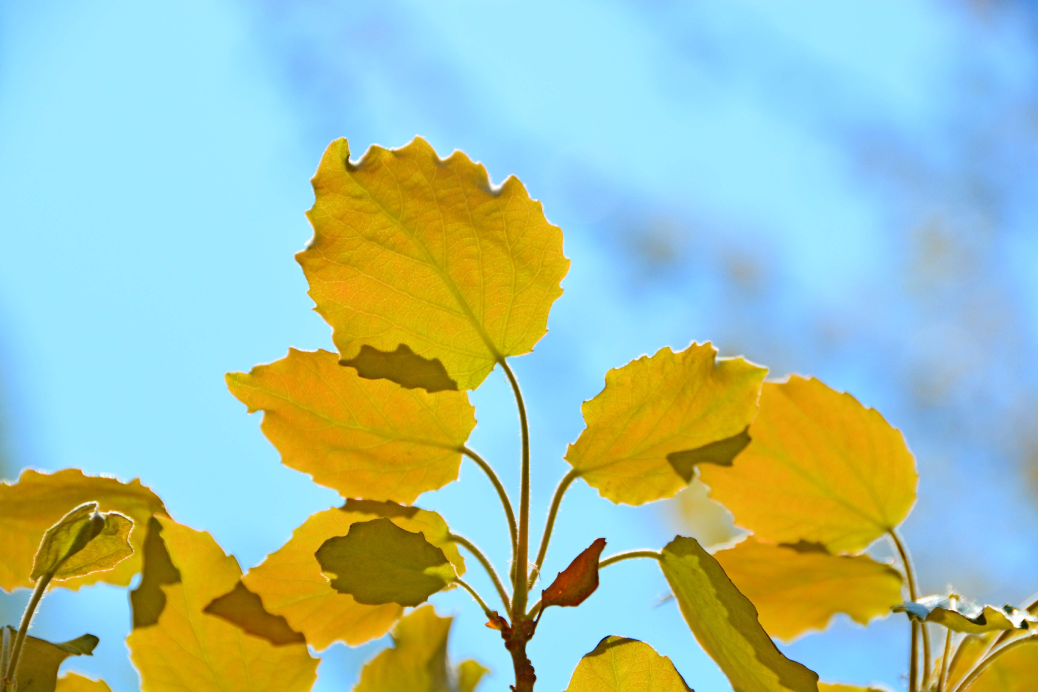 早春的杨树叶原创拍摄