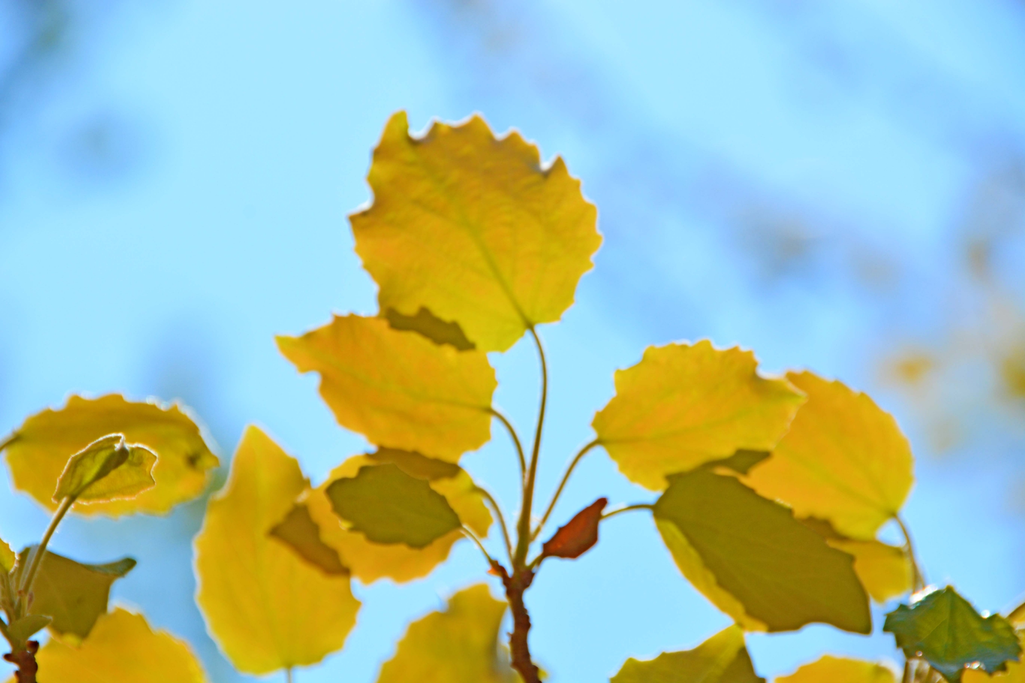 早春的杨树叶原创拍摄