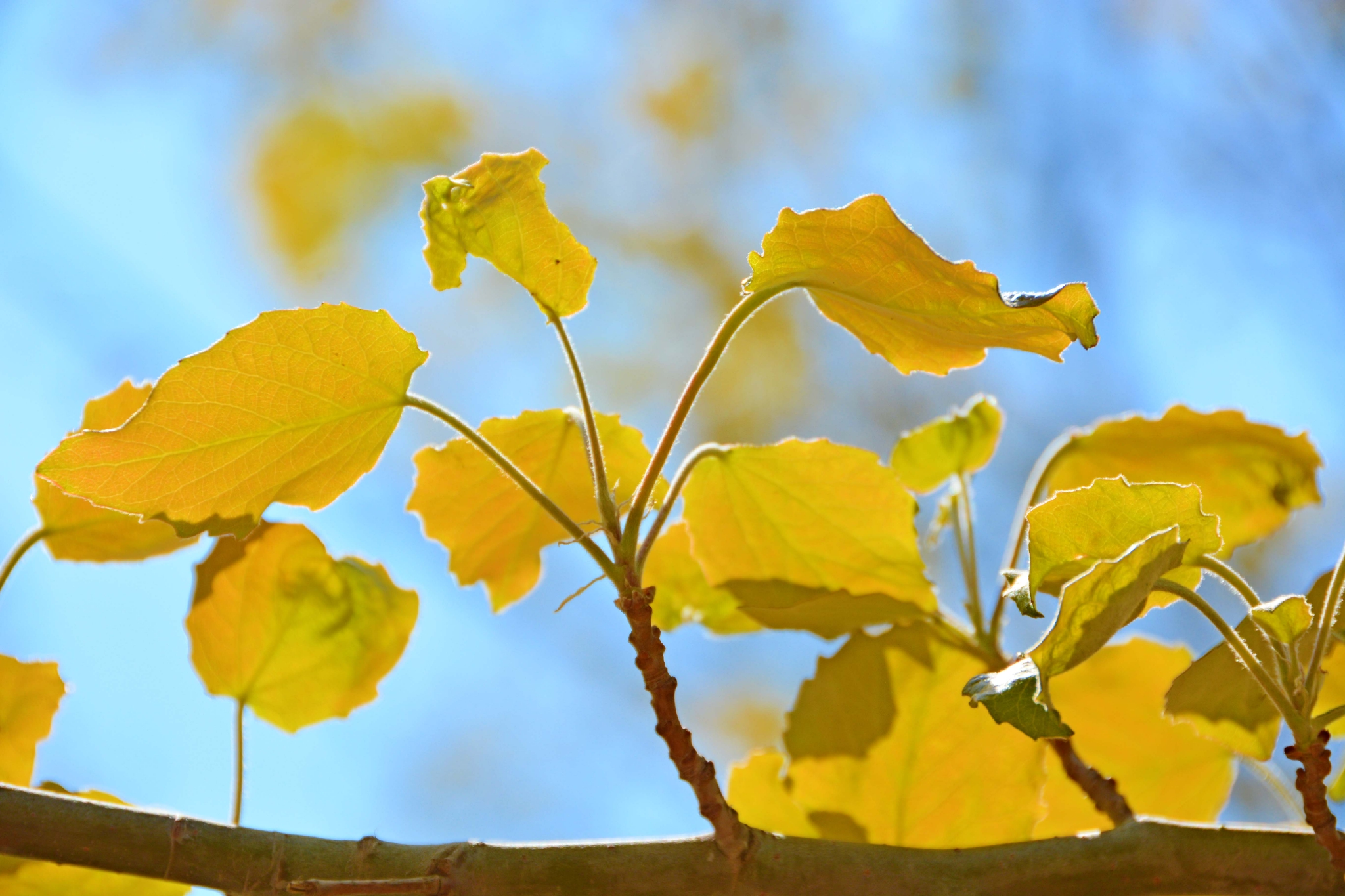 早春的杨树叶原创拍摄