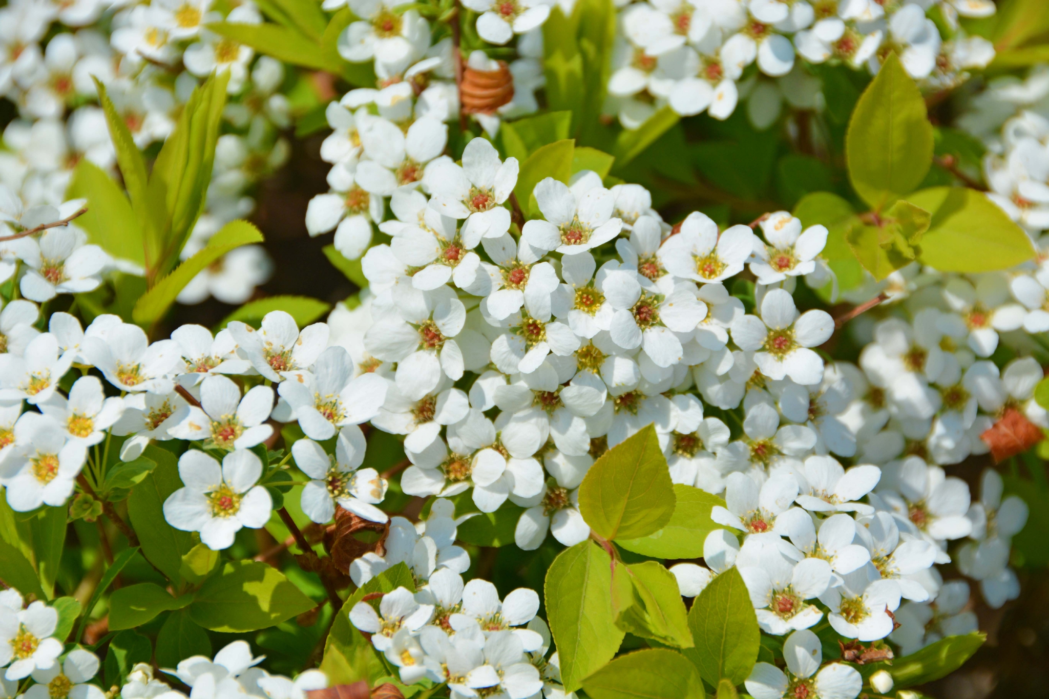 珍珠绣线菊原创拍摄