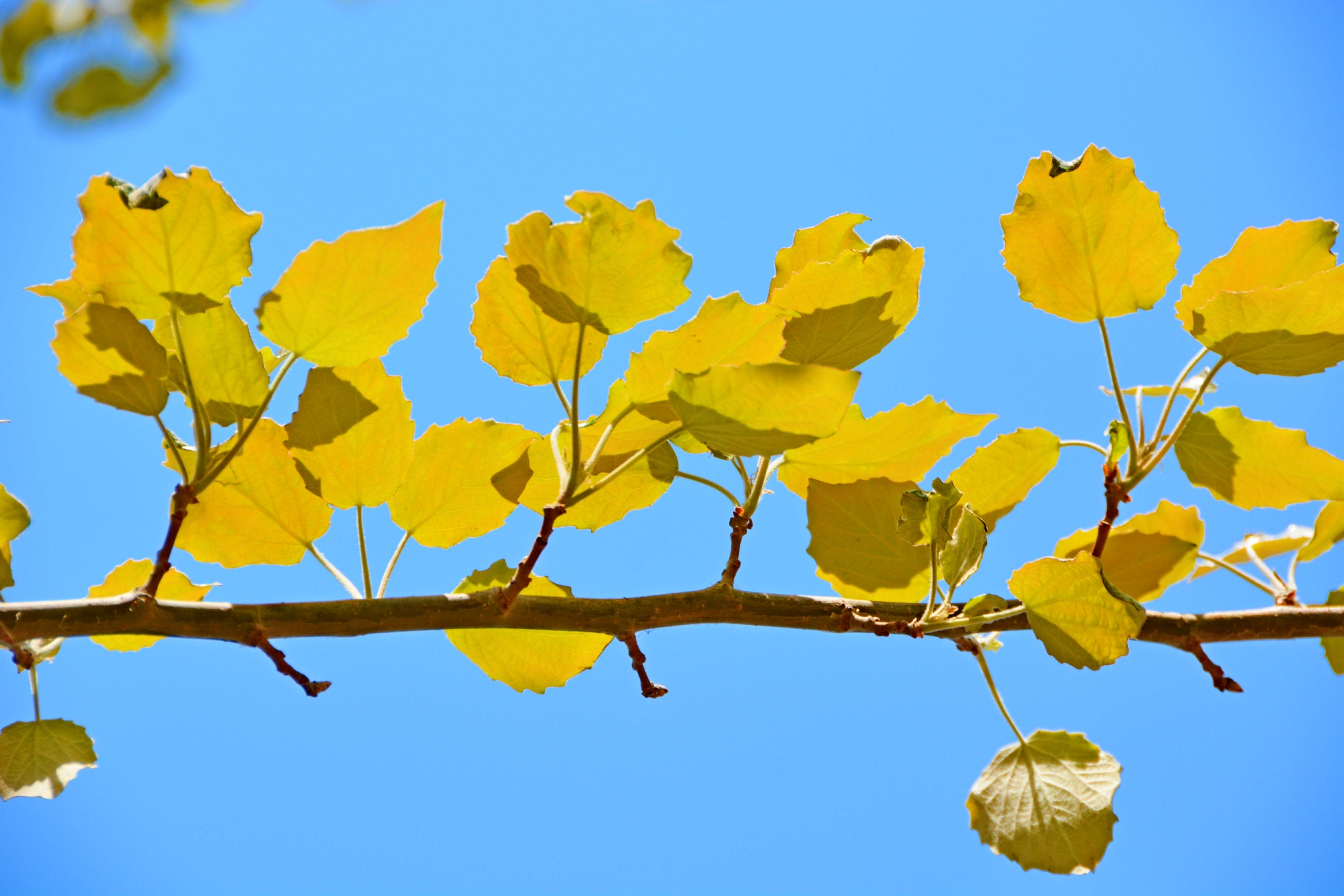 早春的杨树叶原创拍摄