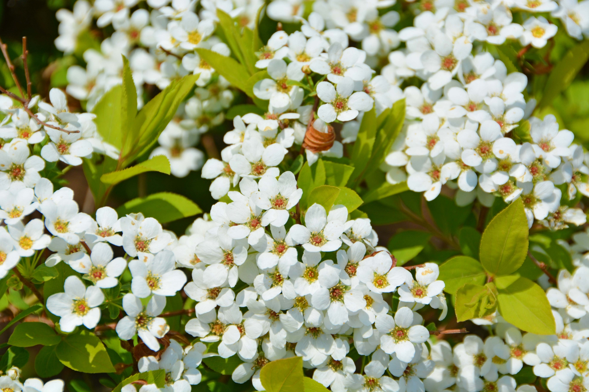 珍珠绣线菊原创拍摄