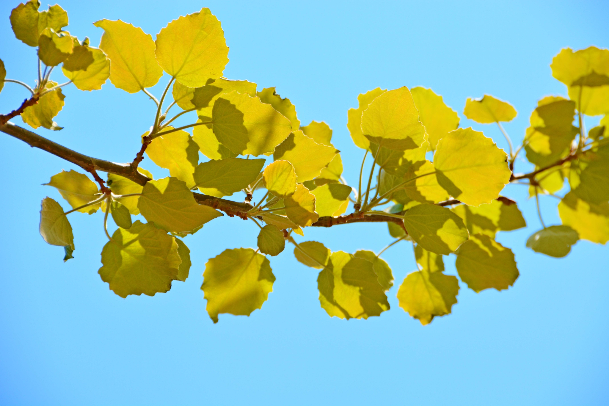 早春的杨树叶原创拍摄