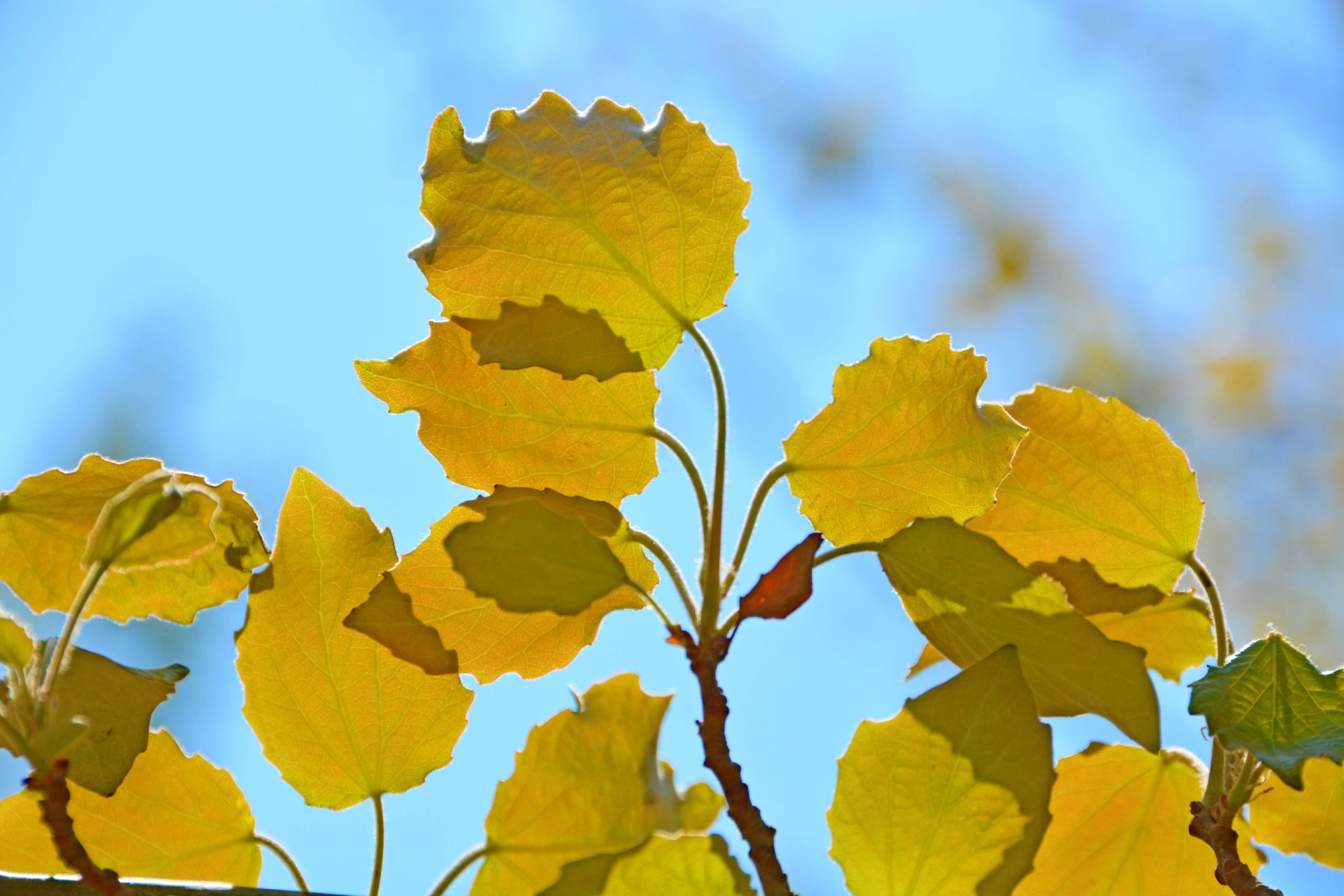 早春的杨树叶原创拍摄