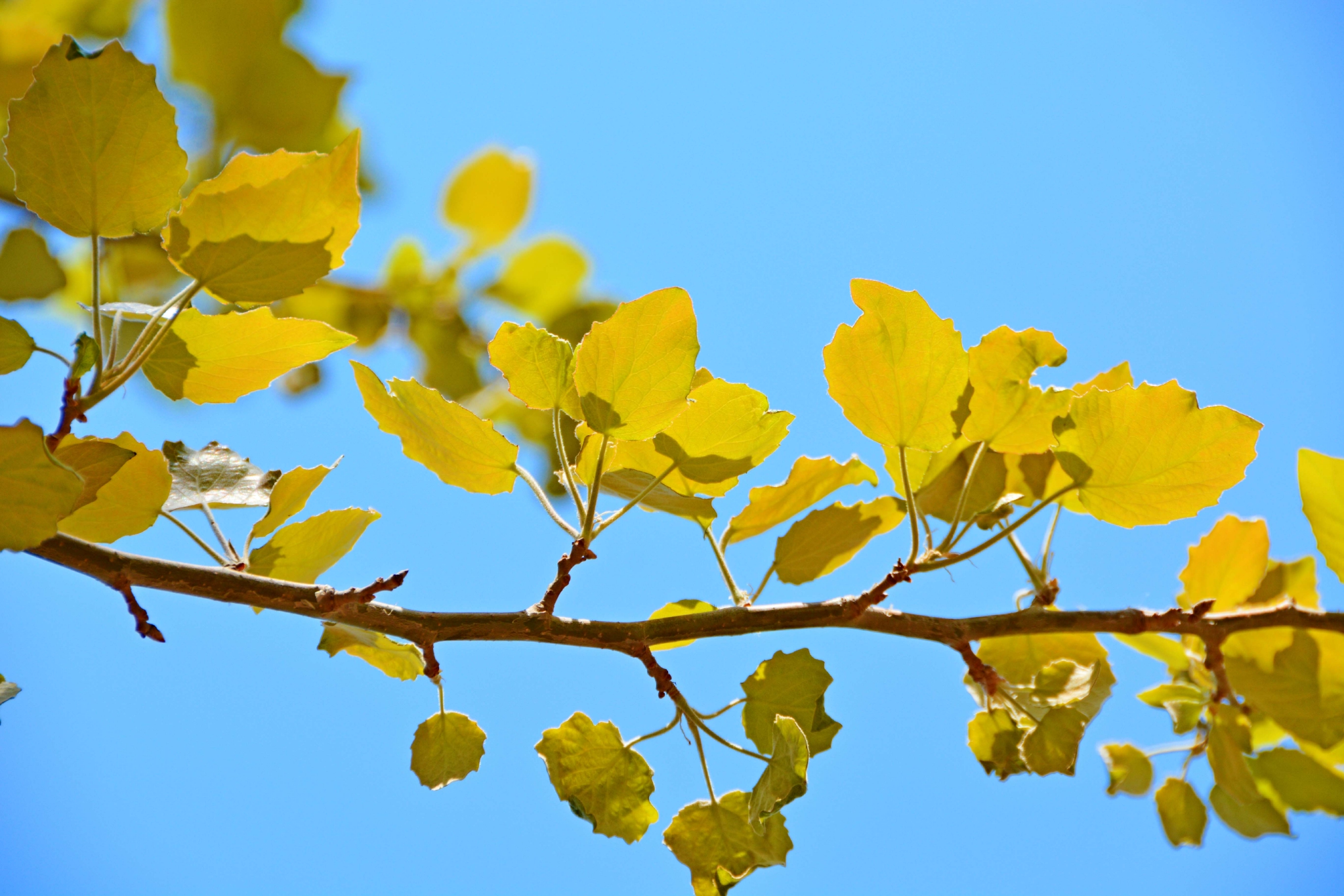 早春的杨树叶原创拍摄