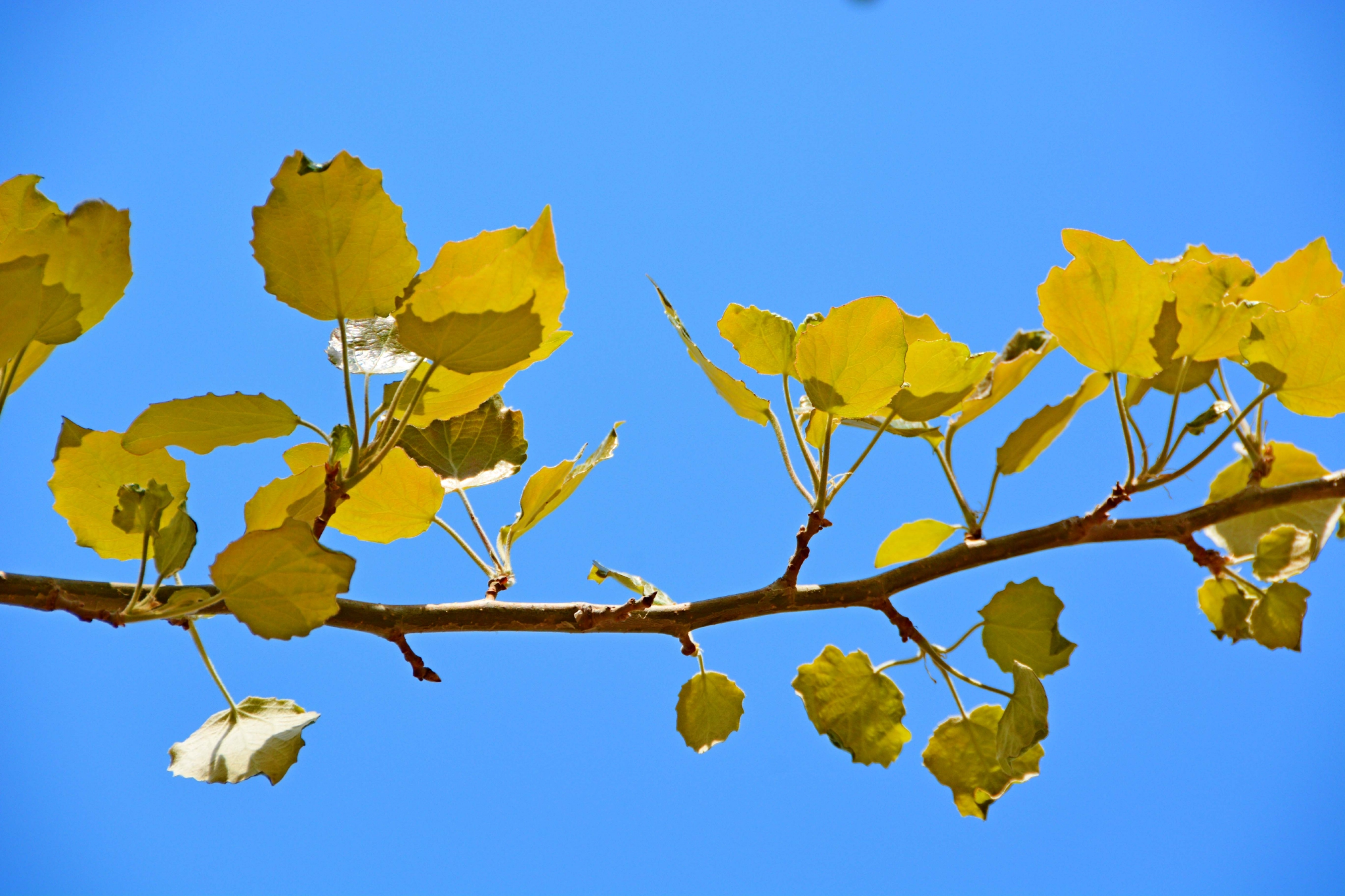 早春的杨树叶原创拍摄