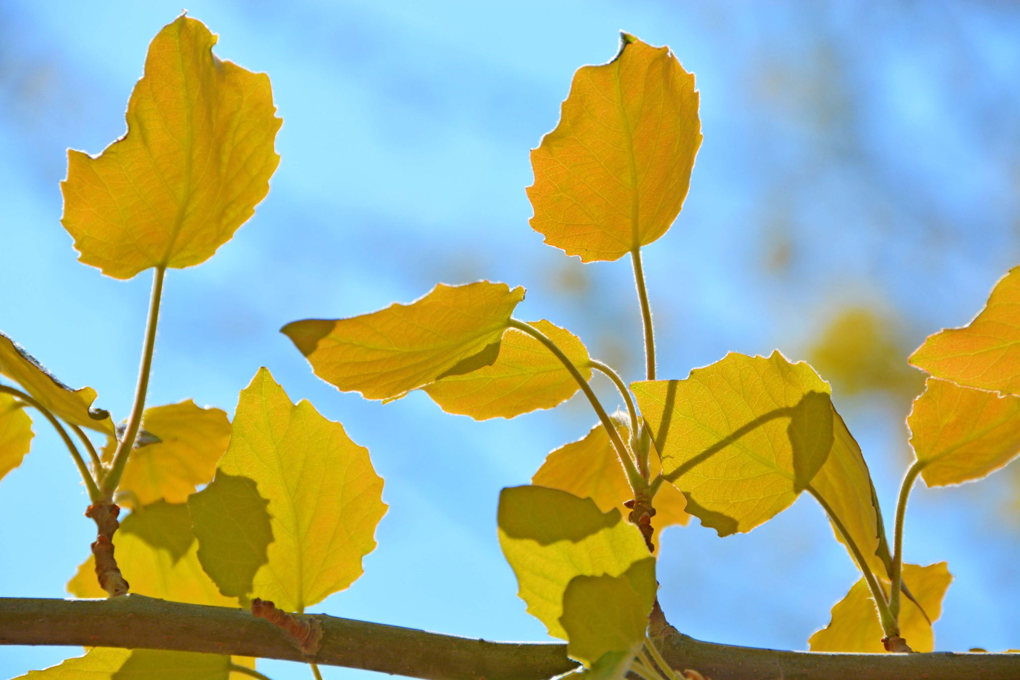 早春的杨树叶原创拍摄