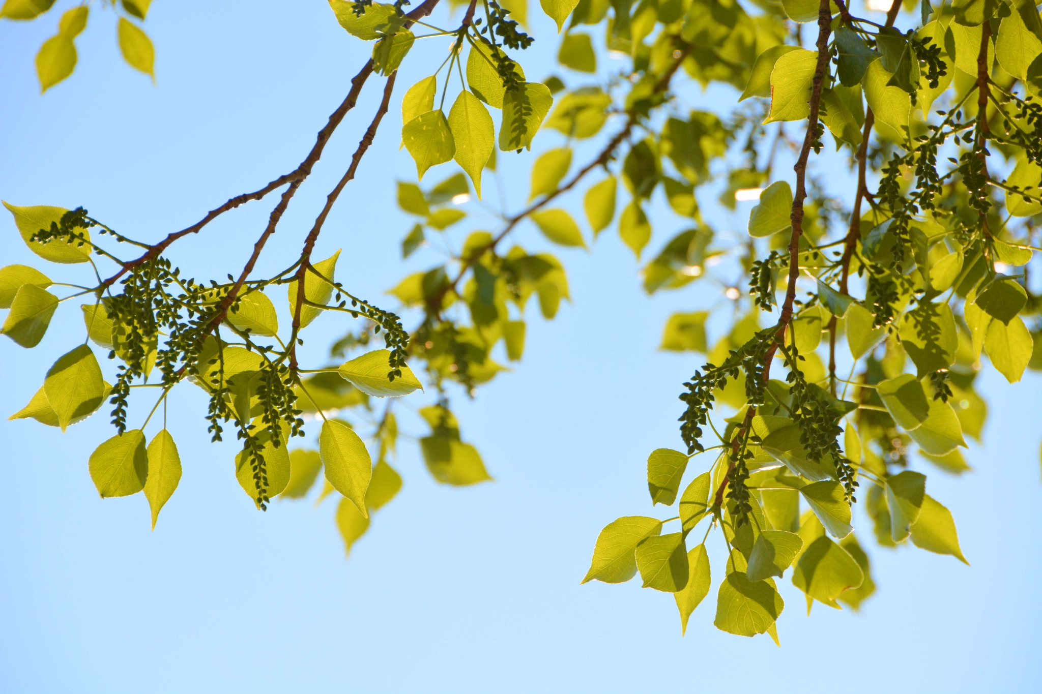 春天很常见的杨树花序，原创拍摄