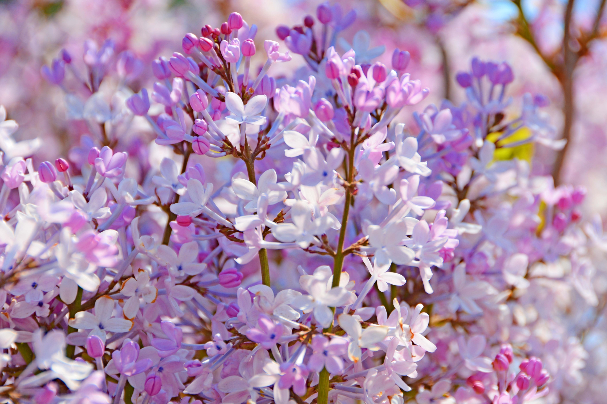 浪漫紫色丁香花,原创拍摄