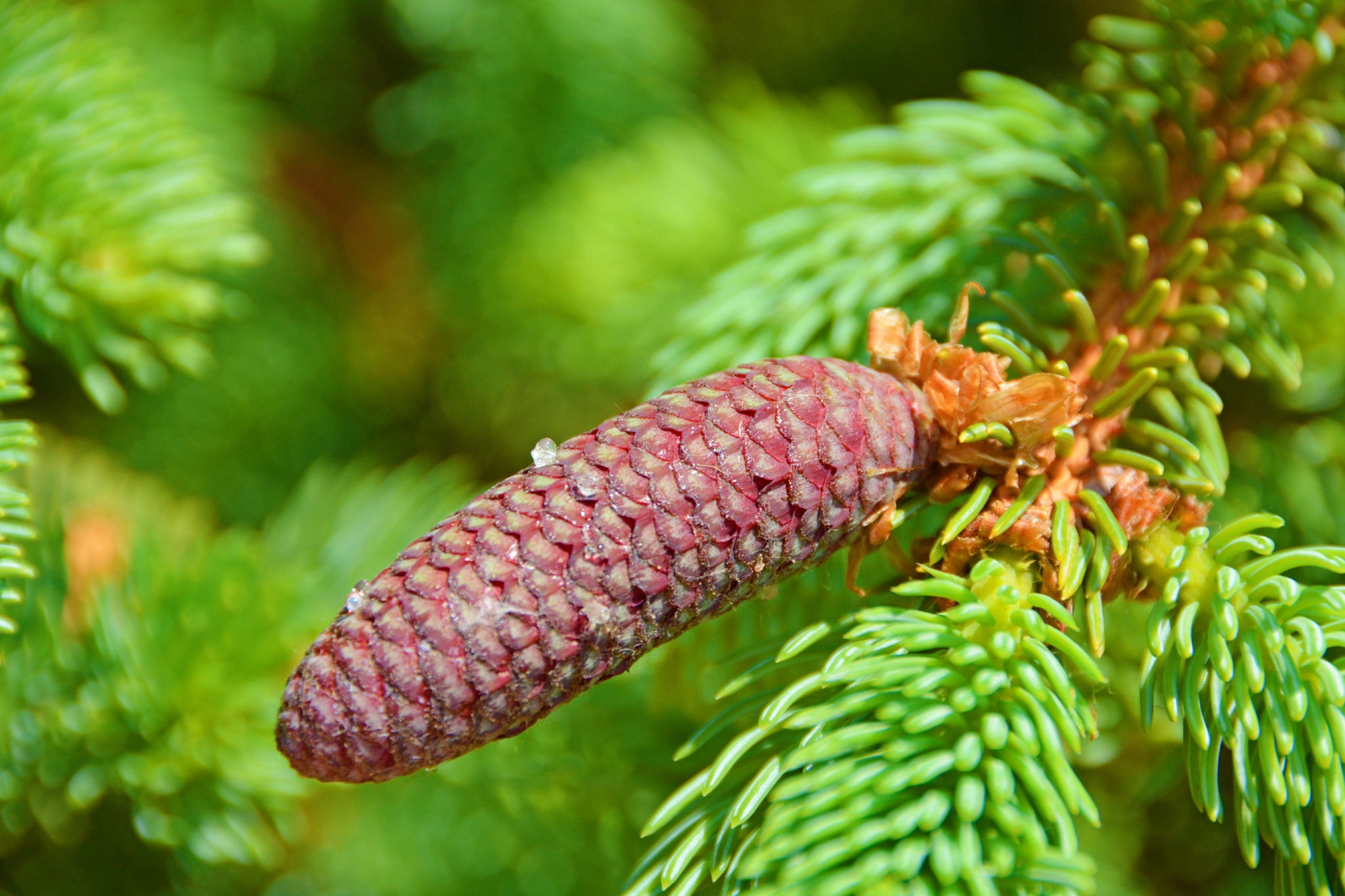 云杉果实颜色多变原创拍摄