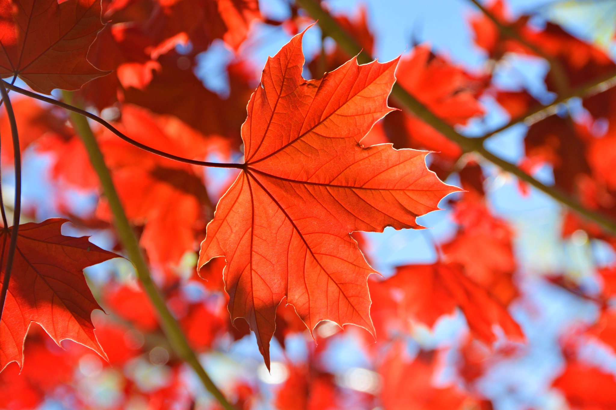 春天红色枫叶原创拍摄