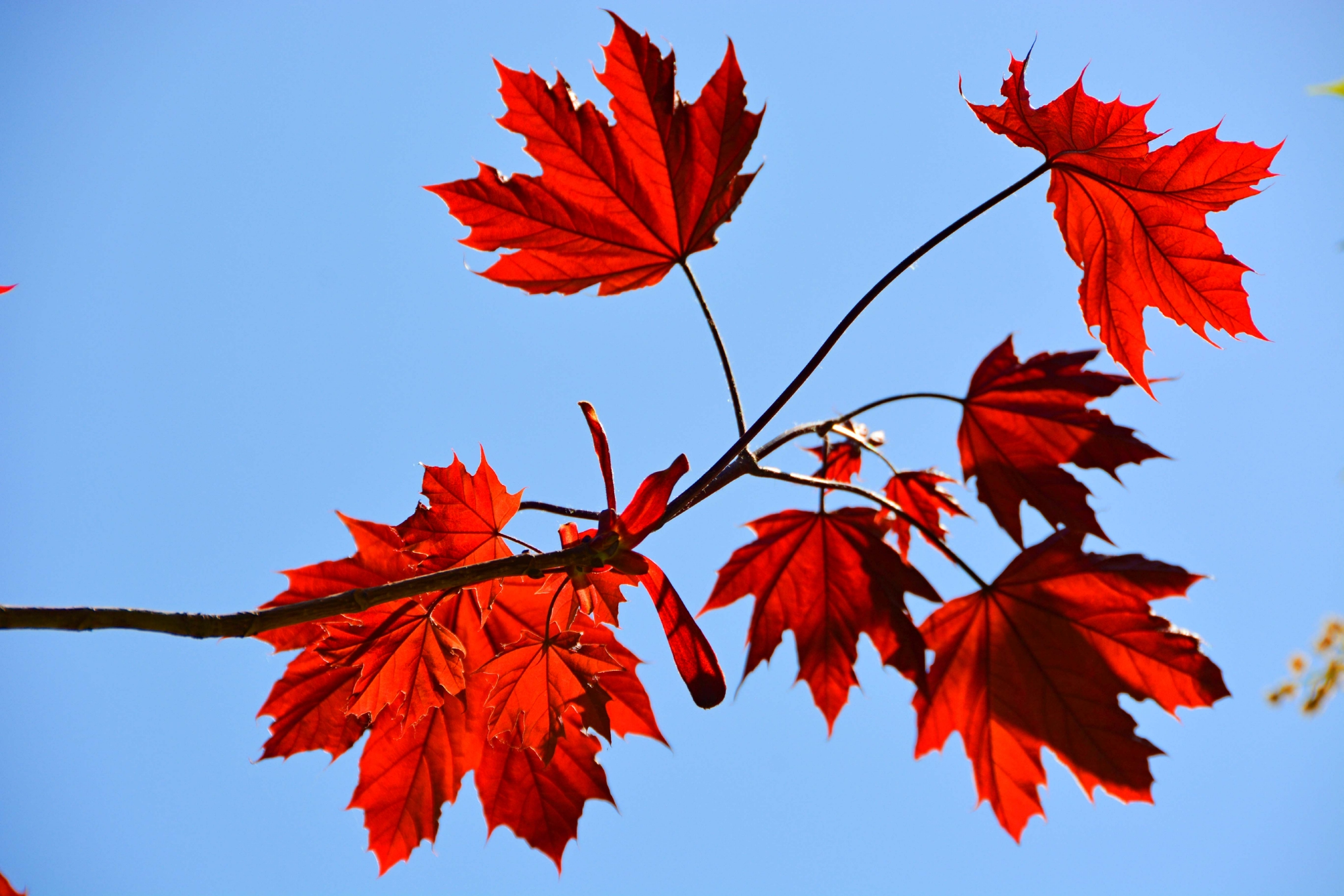 春天红色枫叶原创拍摄