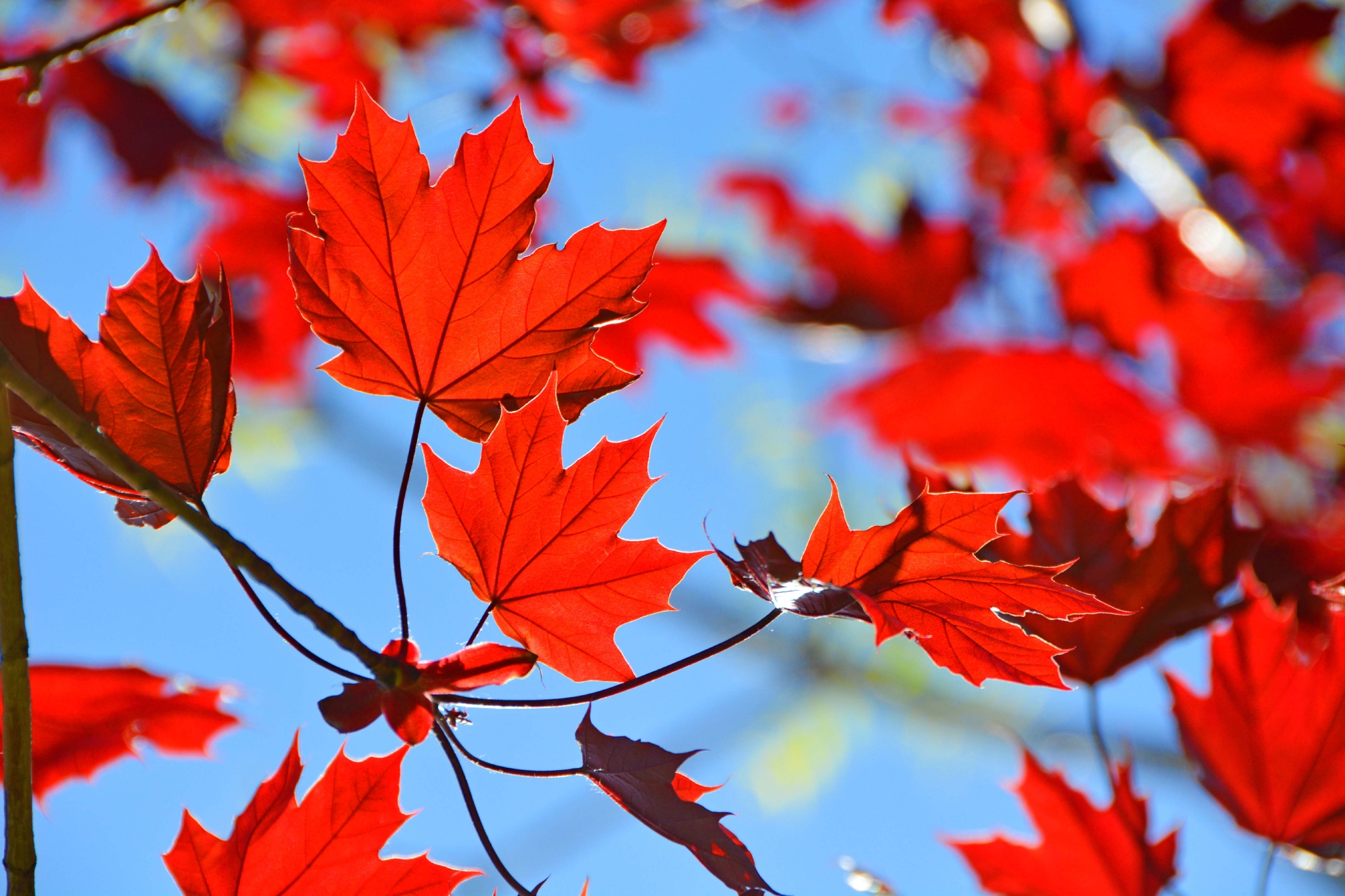 春天红色枫叶原创拍摄