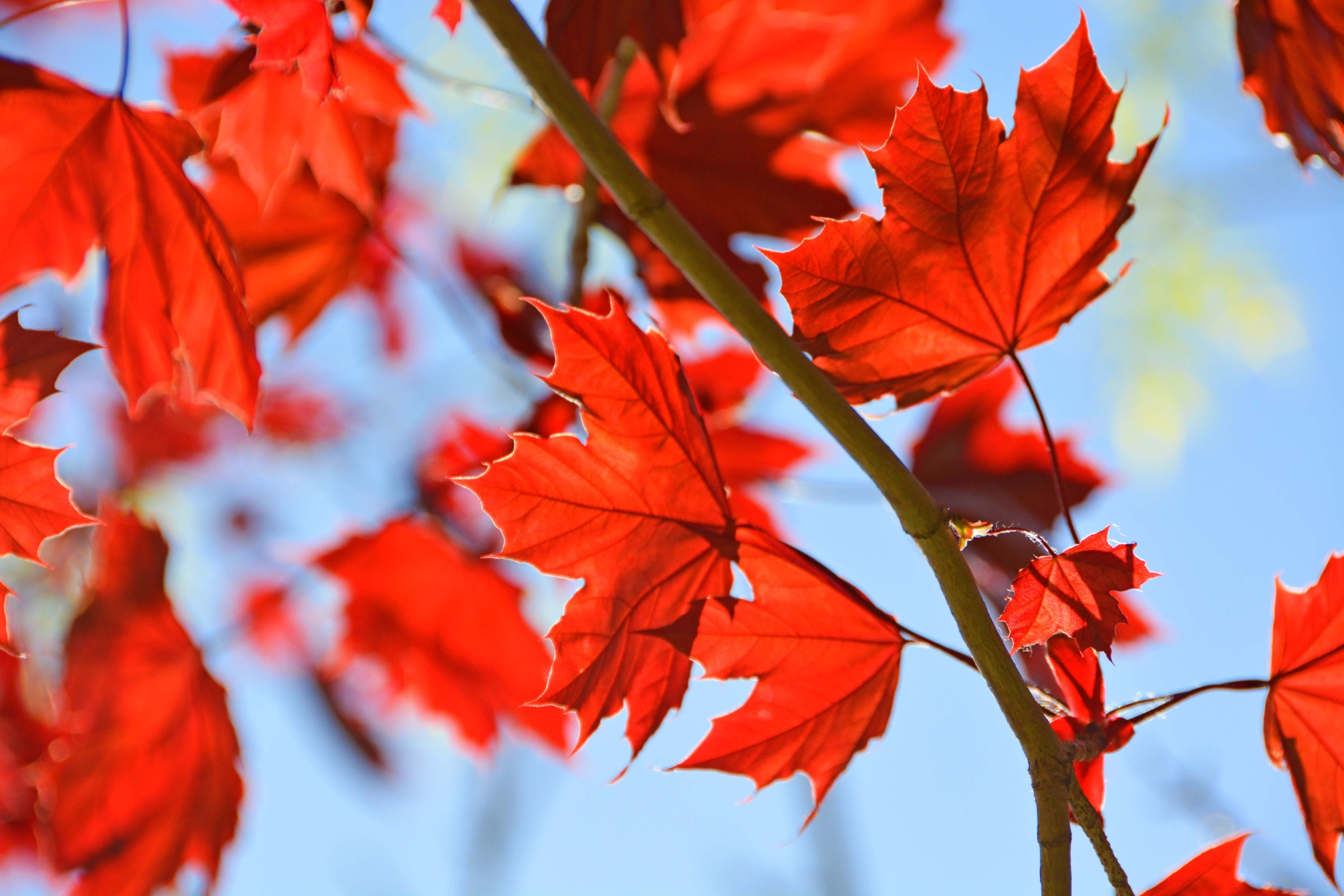 春天红色枫叶原创拍摄